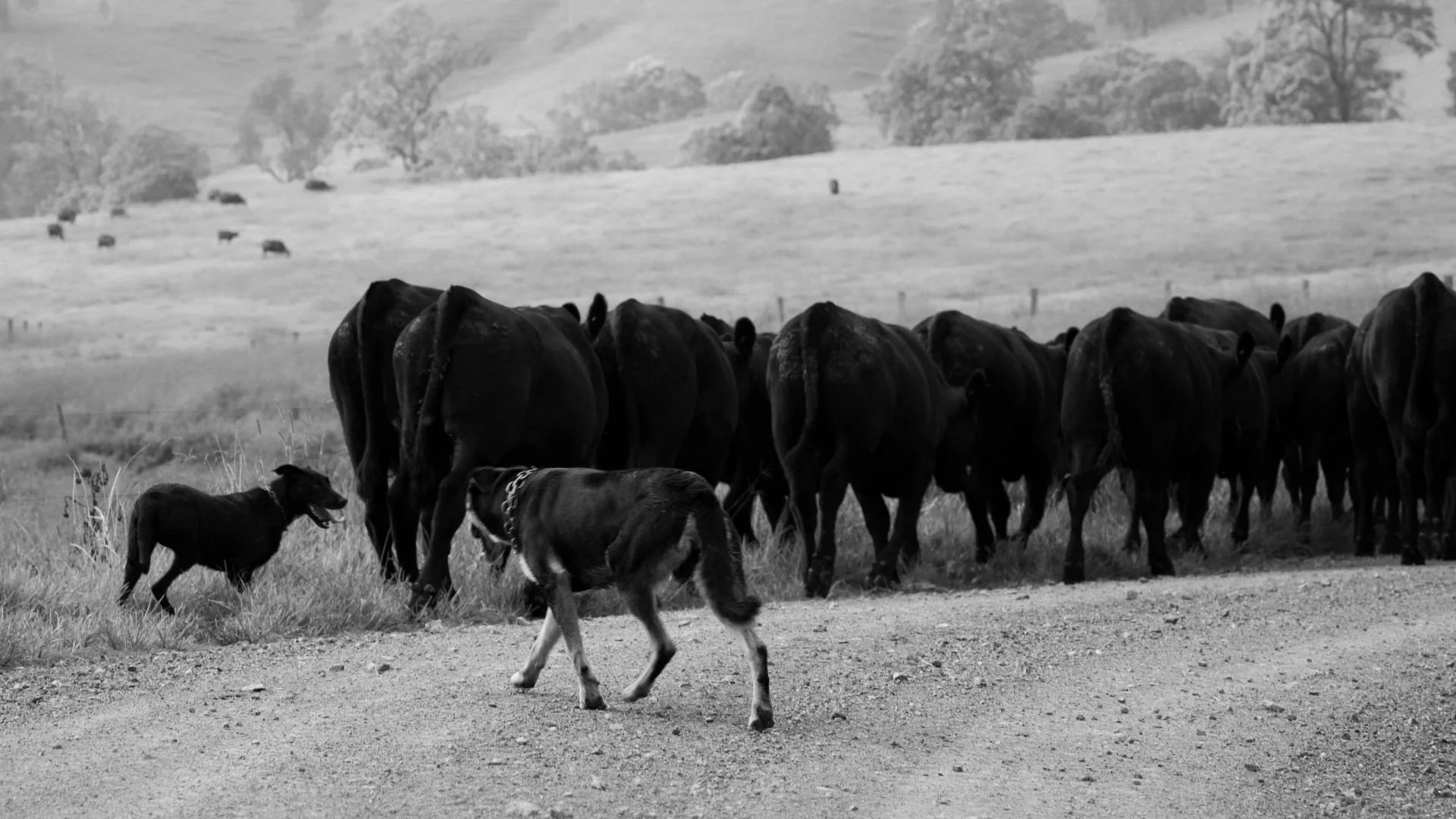 A breeding program built through generations of selection, consistency and long-term thinking.