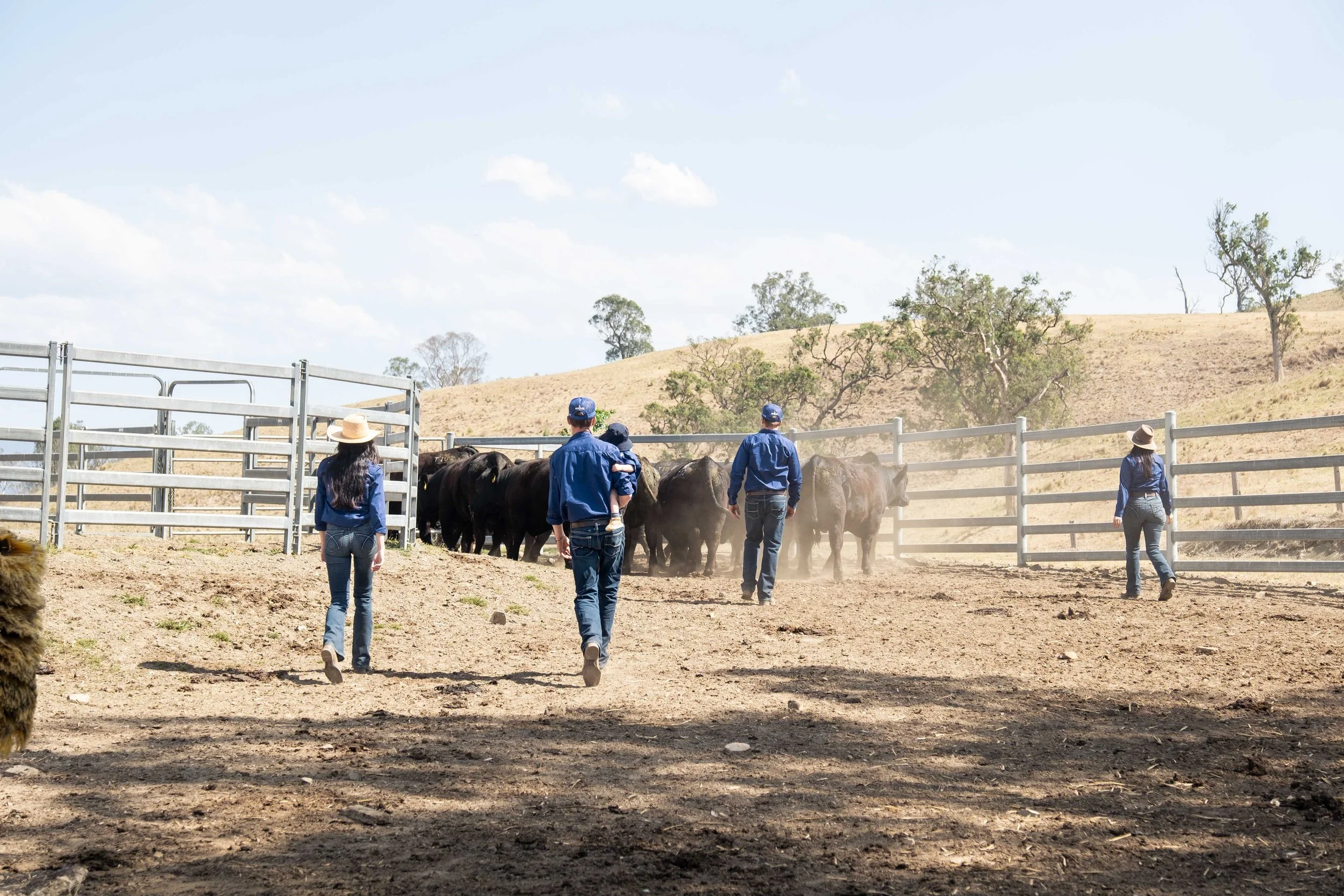 Processing and preparing commercial females ahead of the Macka's Pastoral Commercial Female Sale.