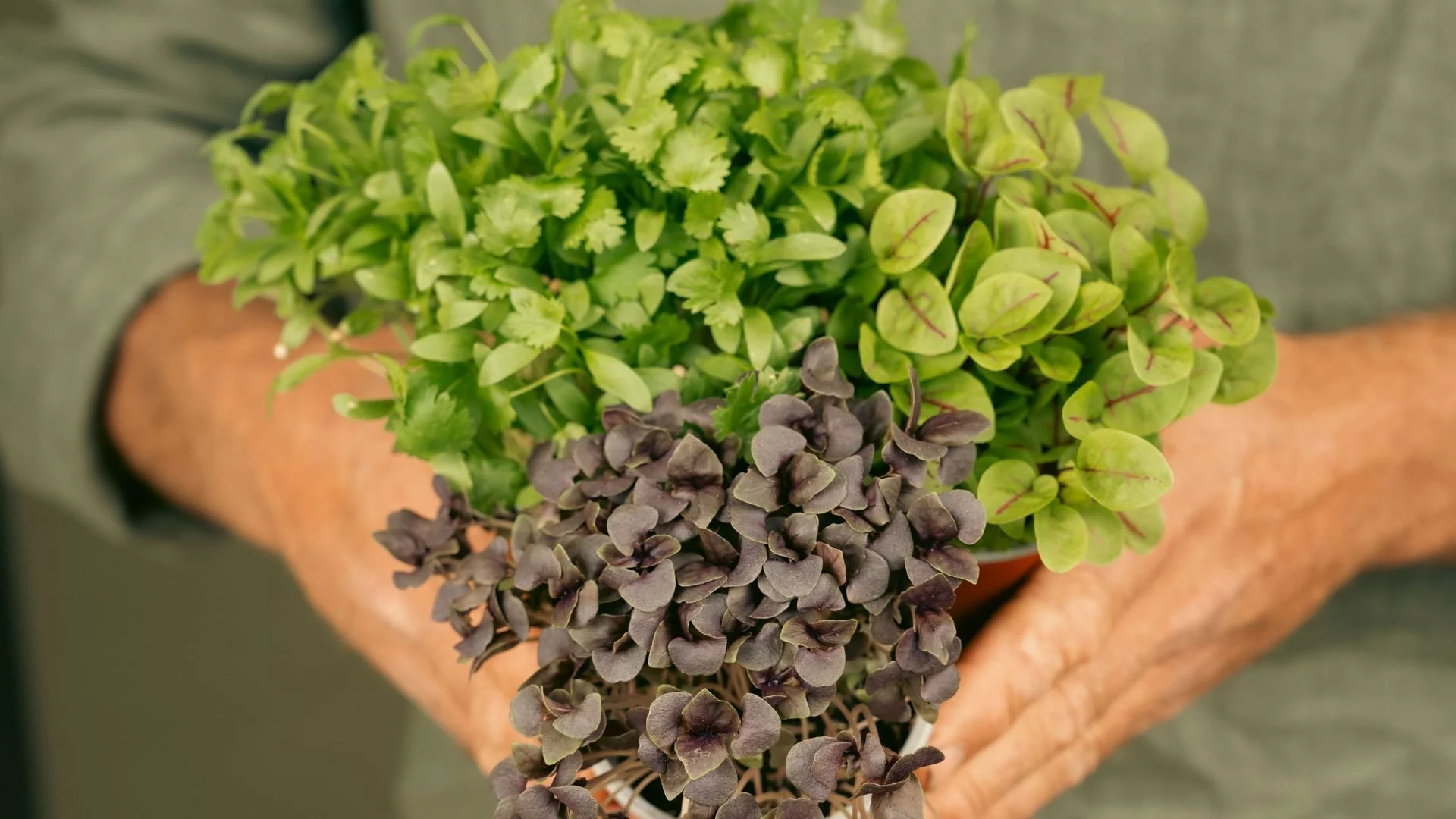Fresh microgreens grown by Elora Fine Farming, highlighting the quality, provenance and care behind the produce.