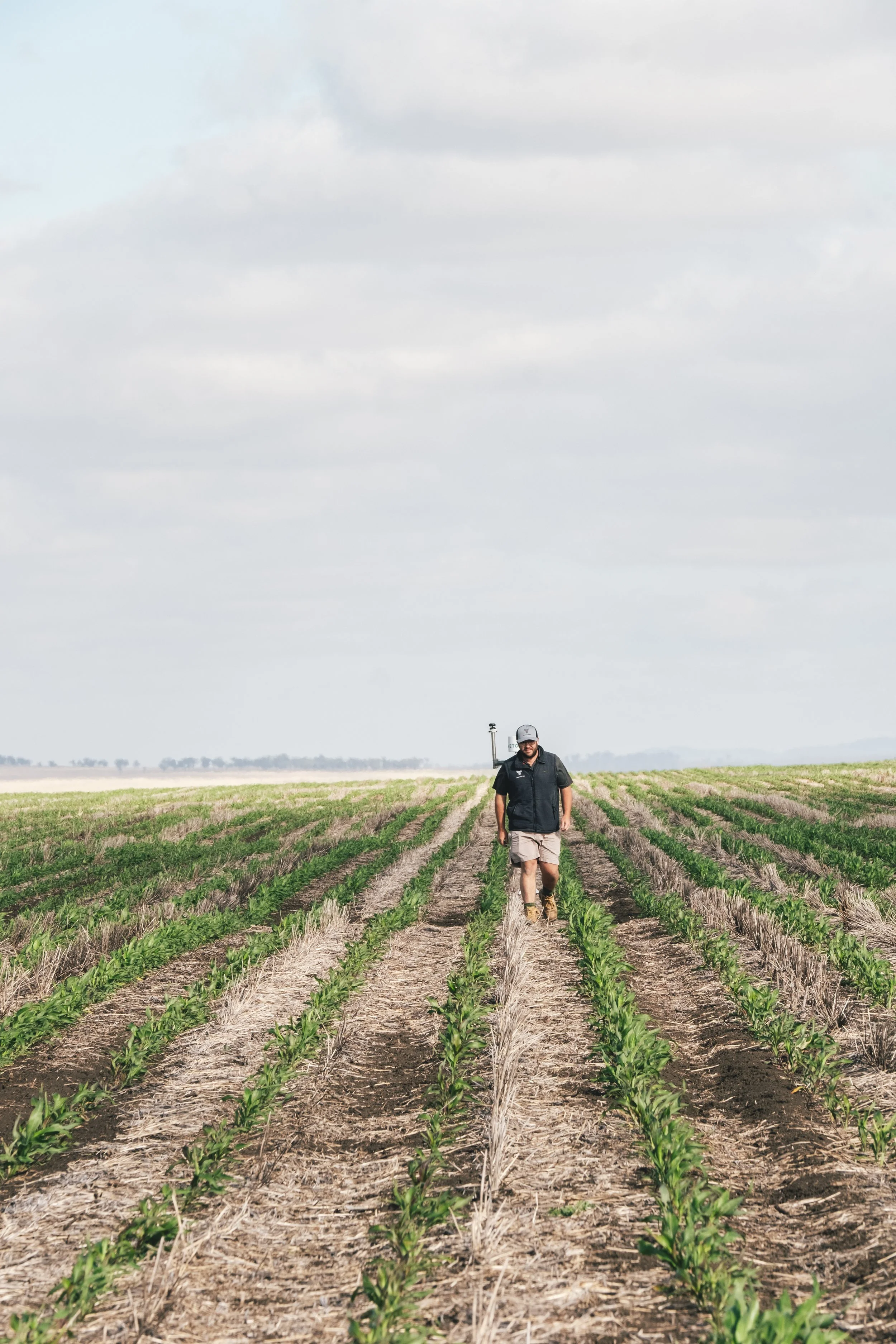 Crop establishment and early-season growth in a broadacre farming system.
