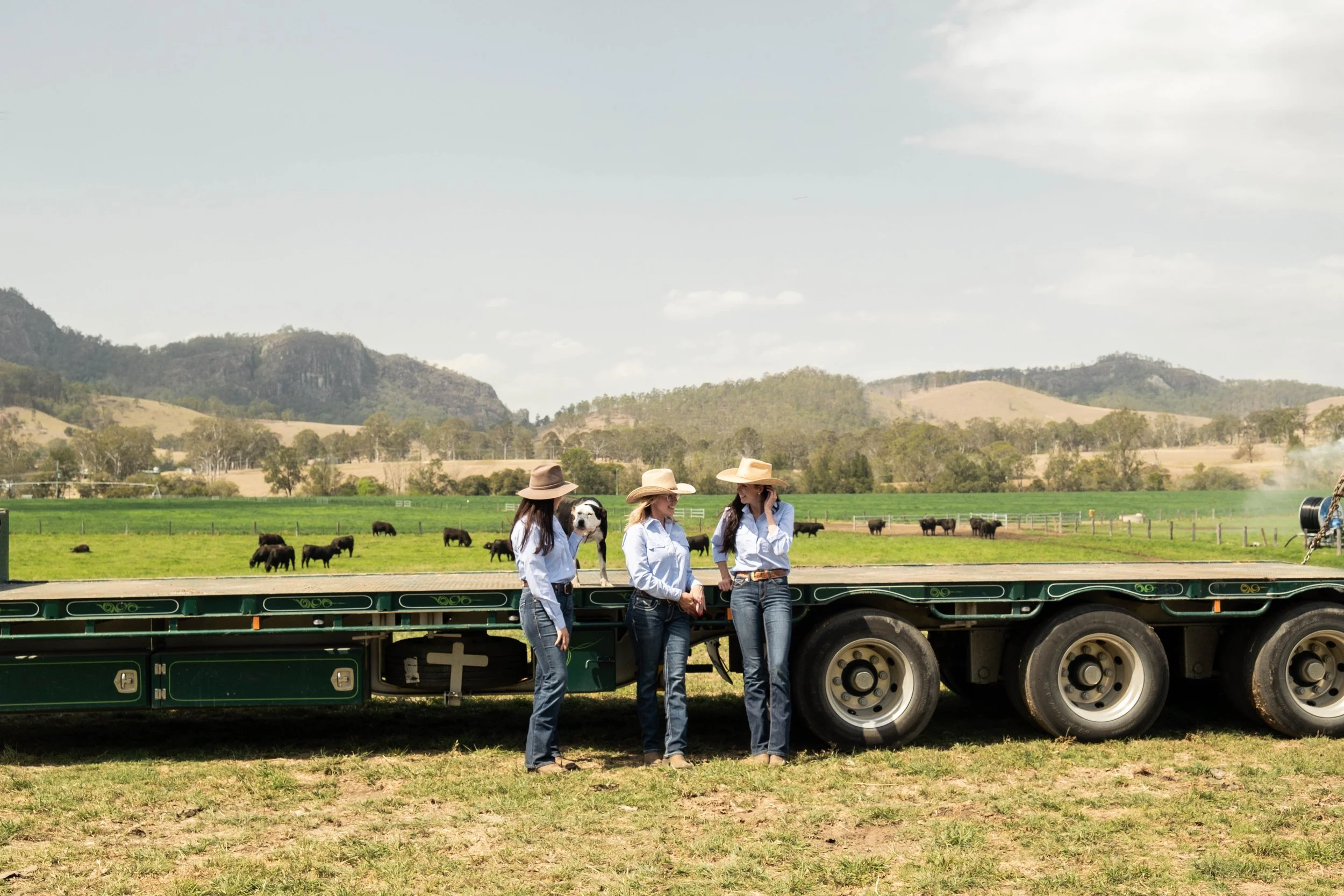 Cattle handling operations at Macka's Pastoral featured in a Just Country campaign near Gloucester, NSW.