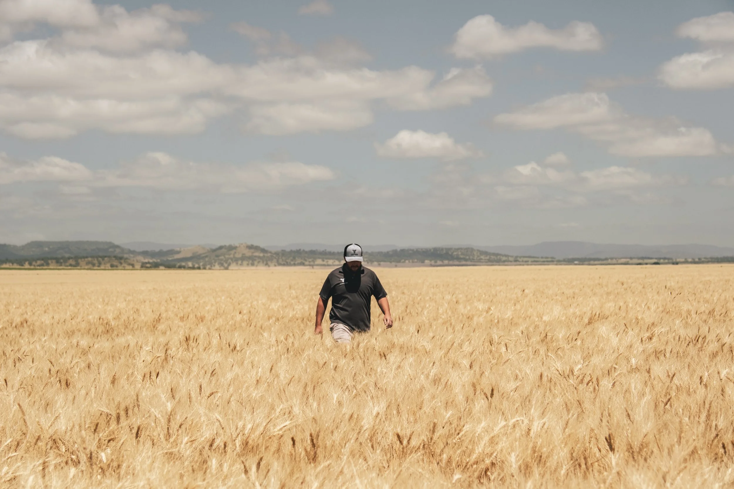 Crop inspection across a mature wheat paddock prior to harvest.