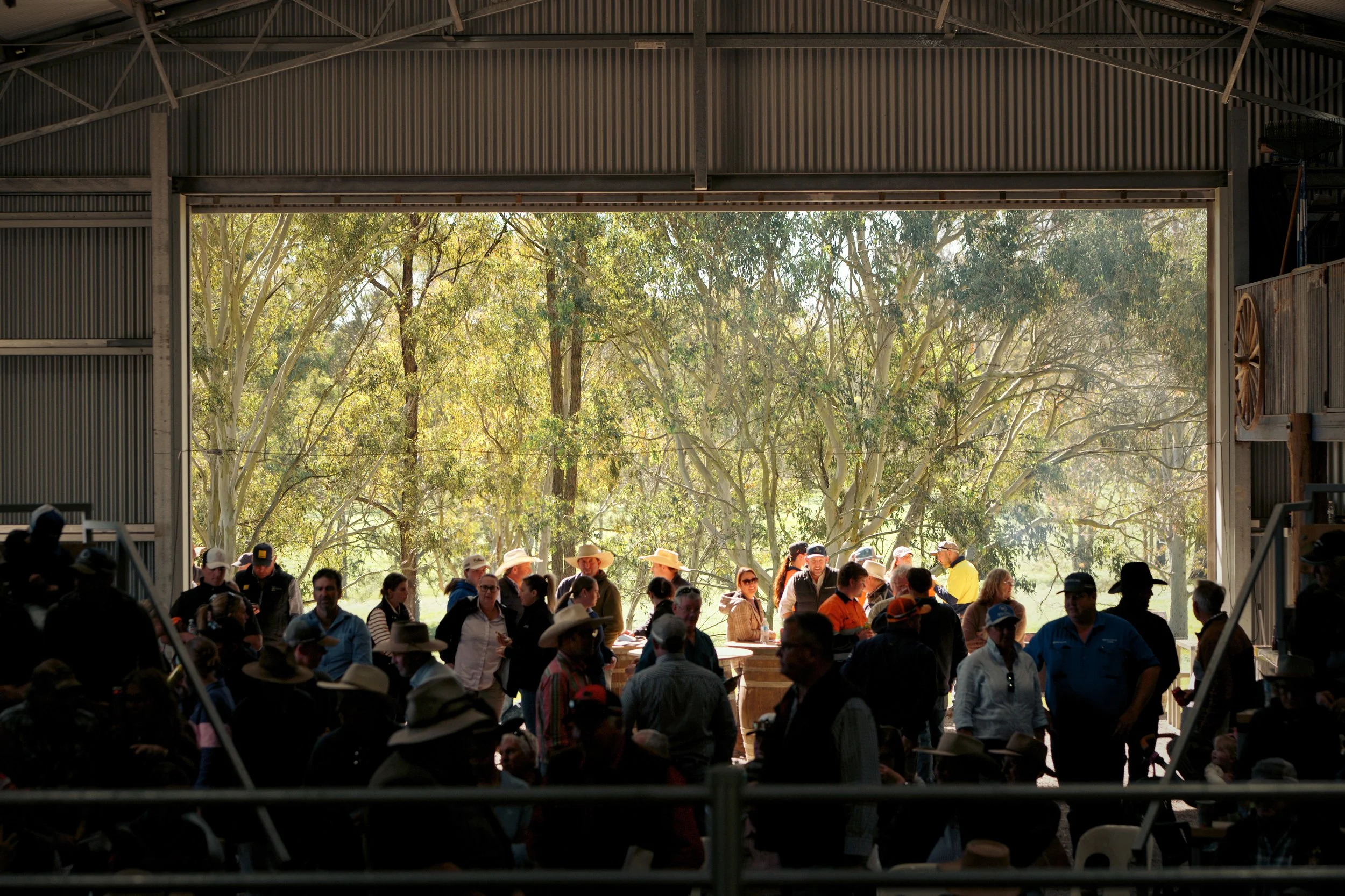 Buyers gathered for the auction at the Boambee Angus 2026 Bull & Female Sale at Sinclair’s Point.