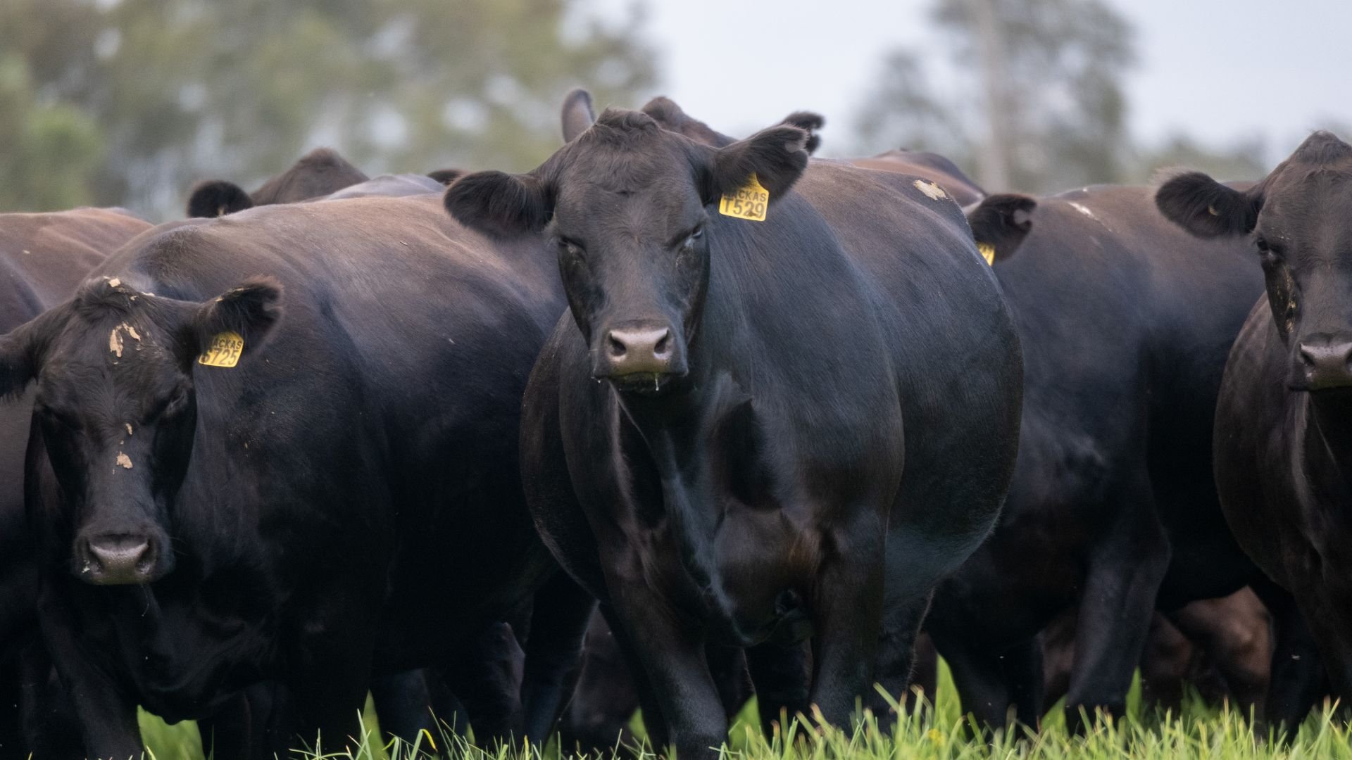 Black Angus females from the Macka’s Pastoral breeding program.