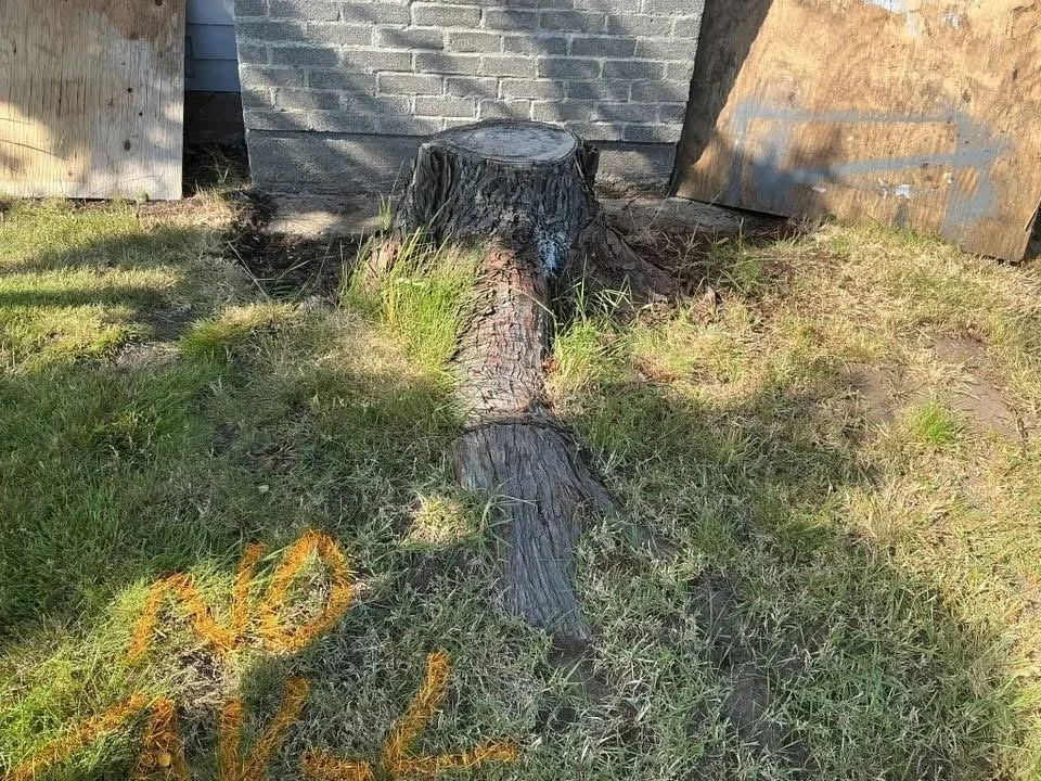 A fallen tree trunk with branches cut is lying on the grass, with a brick wall and wooden boards in the background.