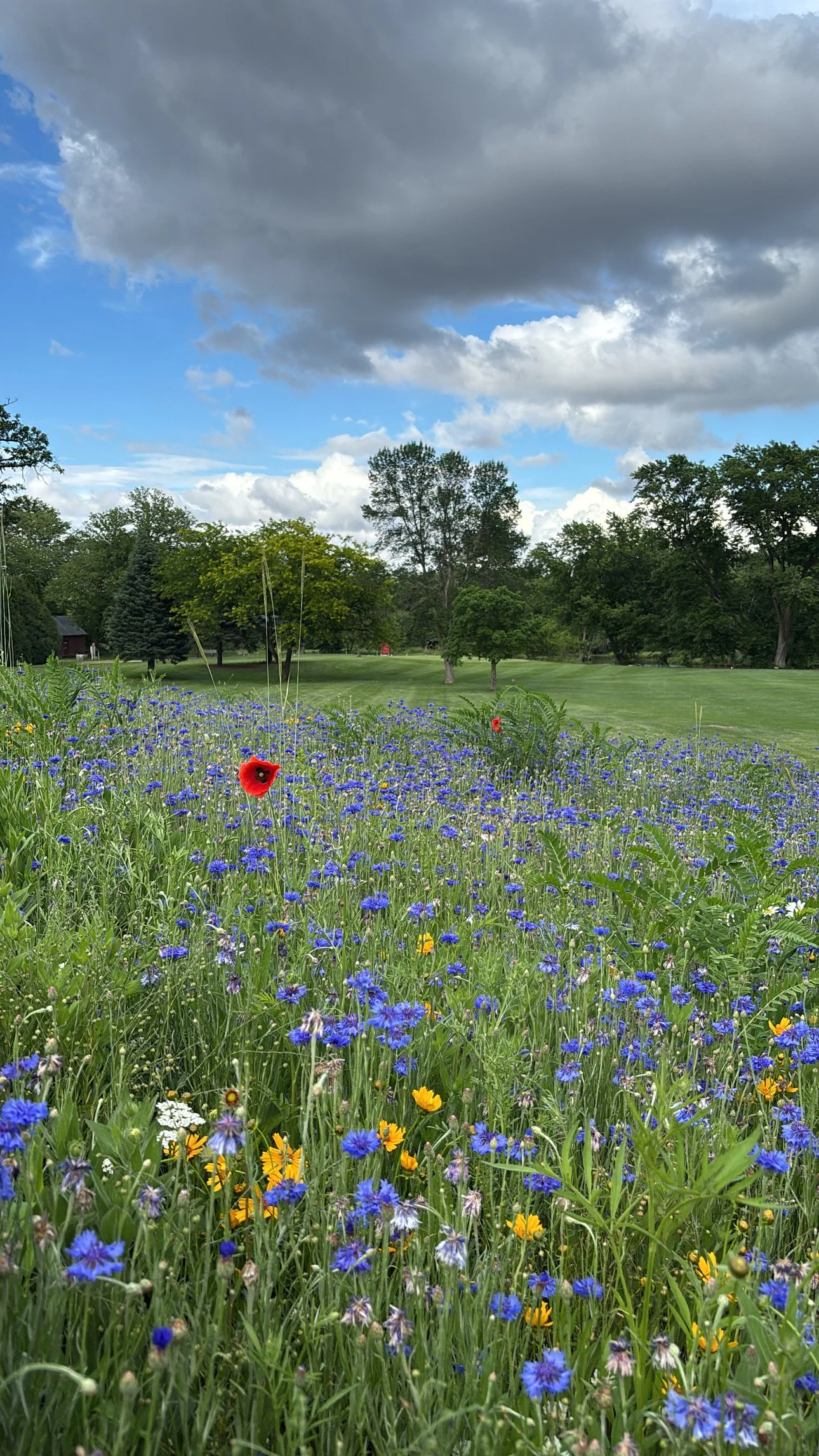 family golf courses omaha lincoln115.jpg