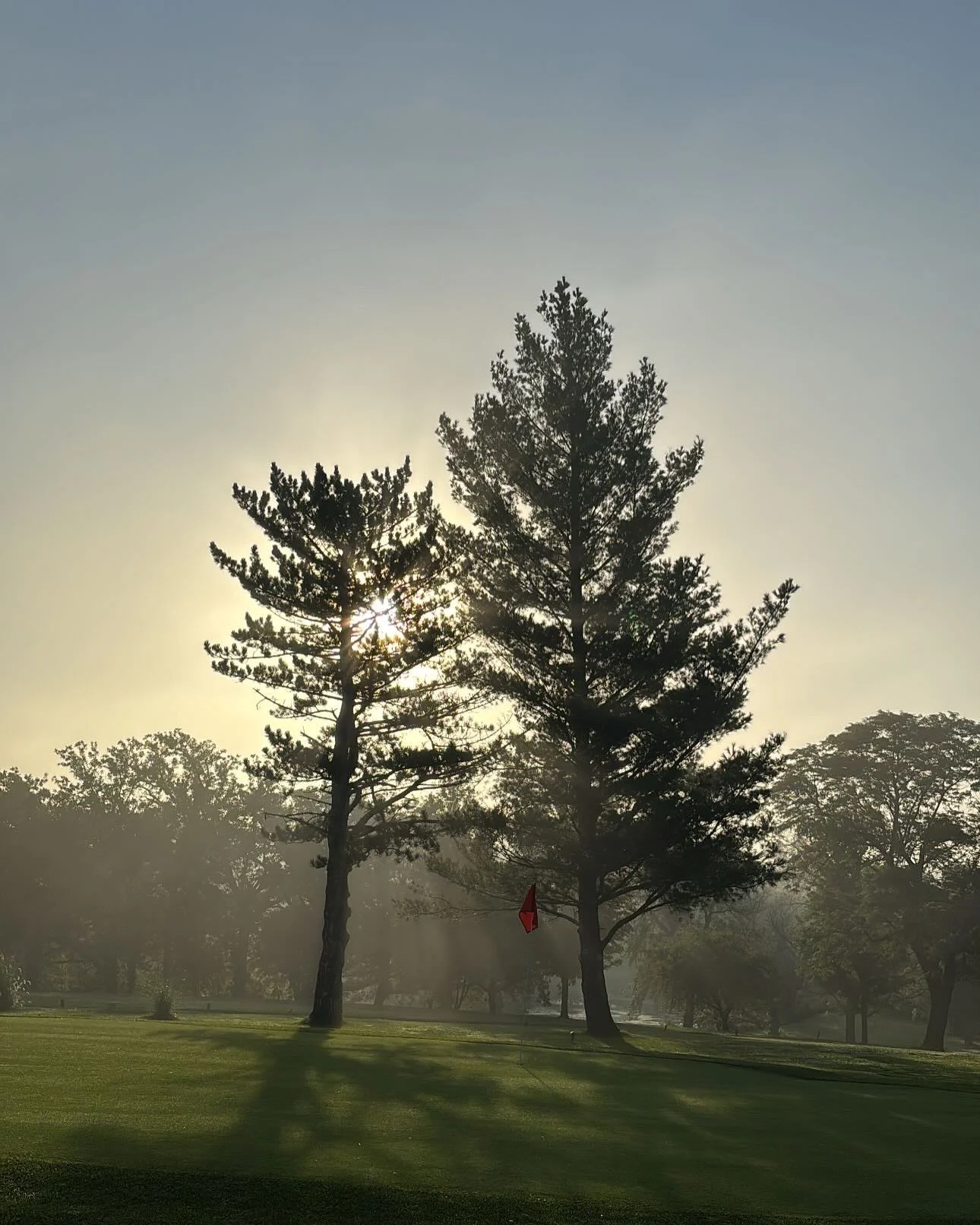 Sunlight shining through the branches of tall pine trees on a grassy golf course with shadows and a flag in the foreground.