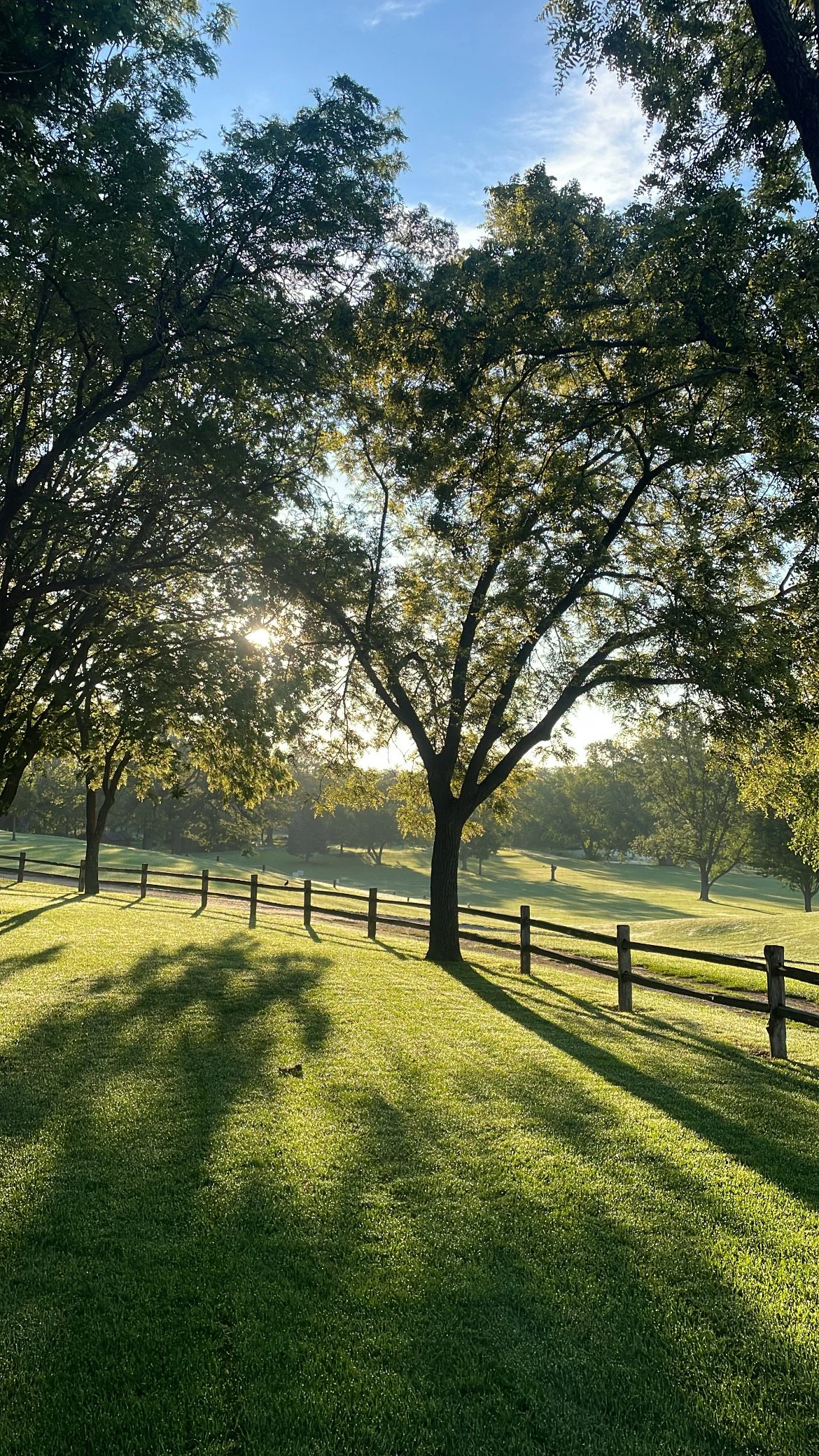 Sun shining through trees in a grassy park with a wooden fence.