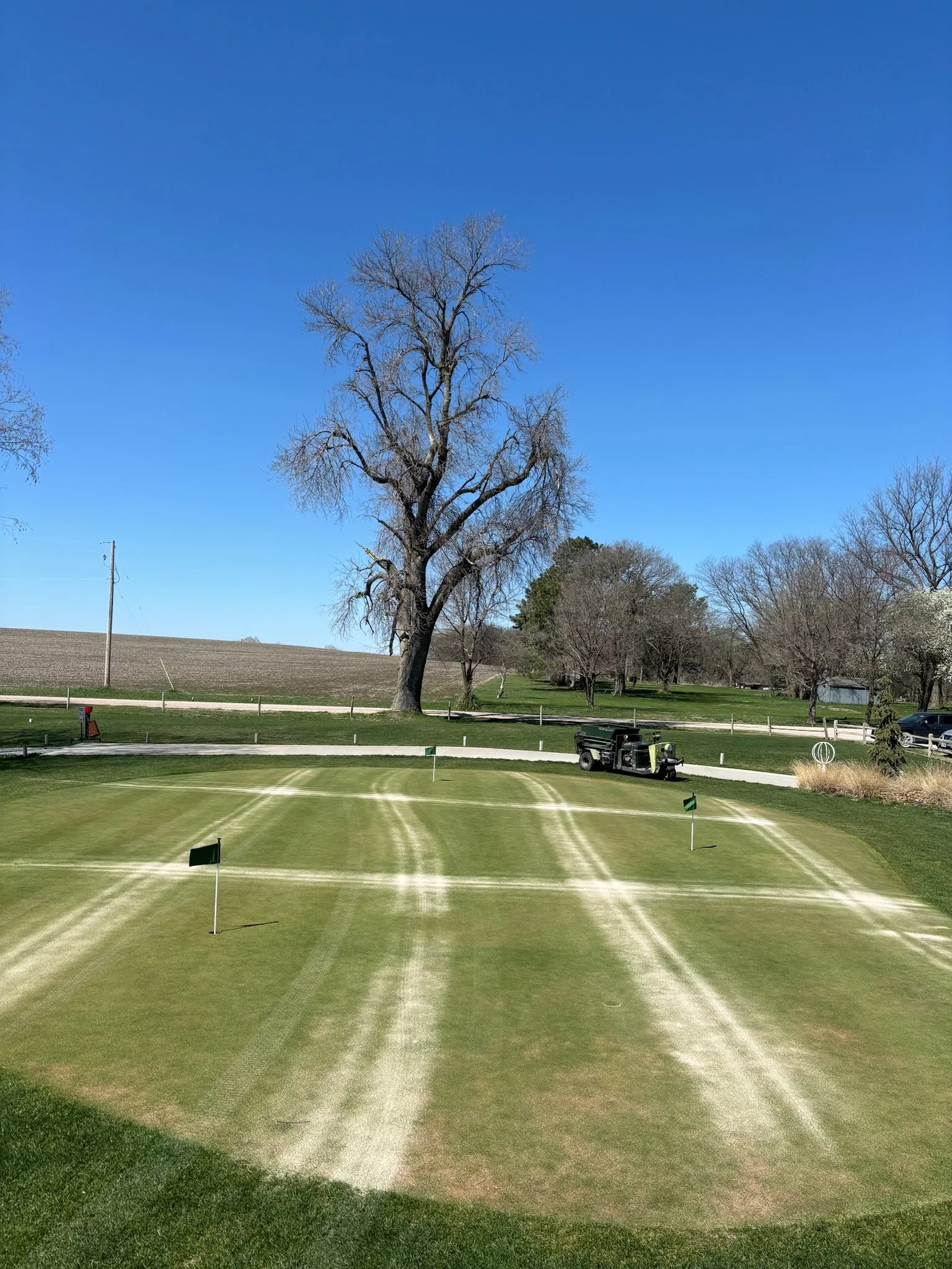 A golf course green with flags, a golf cart, and a tree with no leaves underneath a blue sky.
