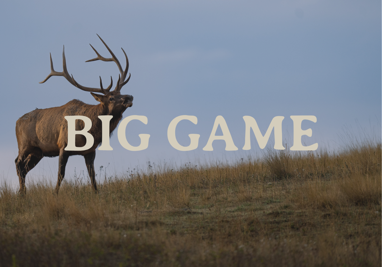 Trophy elk at Ruggs Ranch