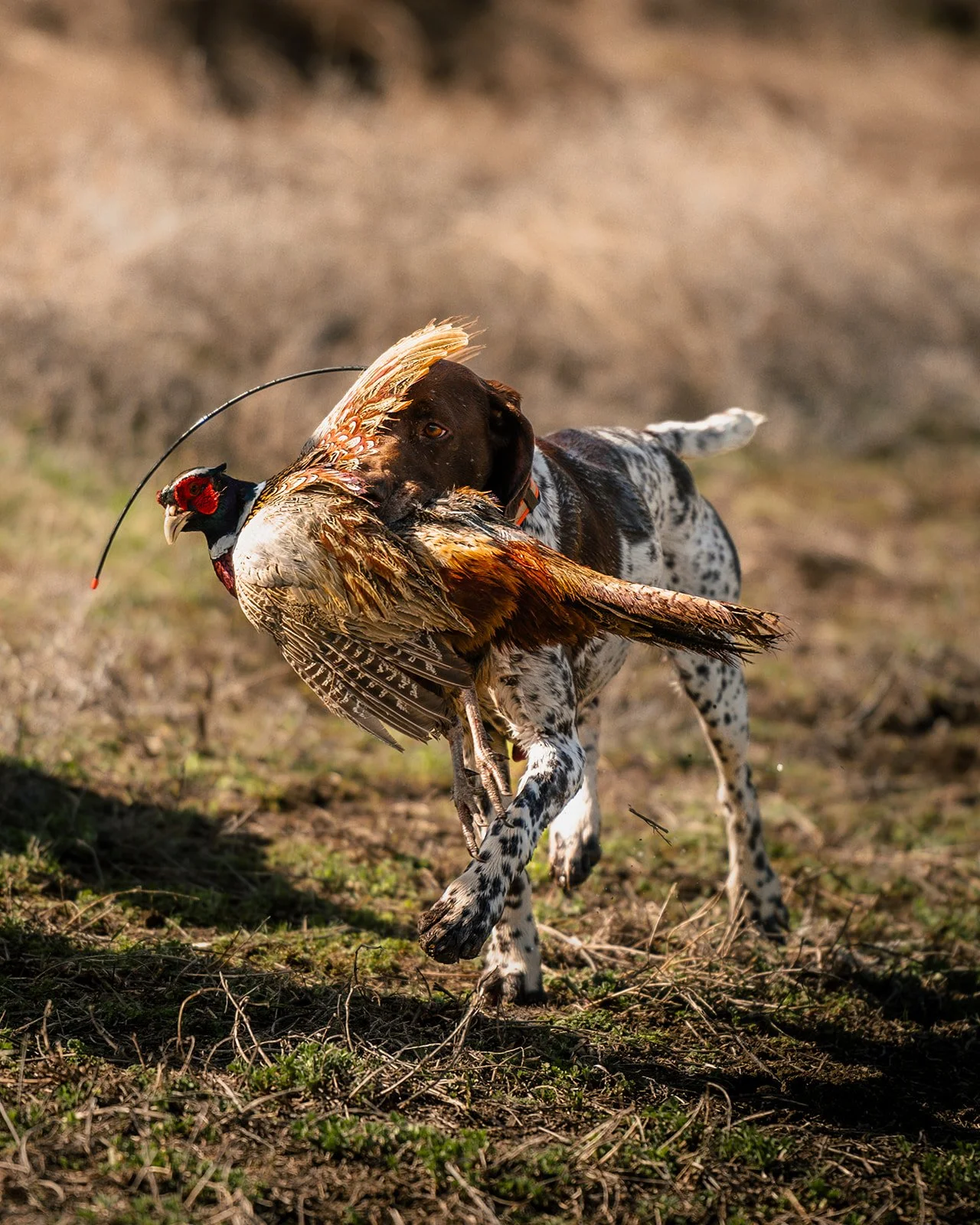 Hunts-265.jpg