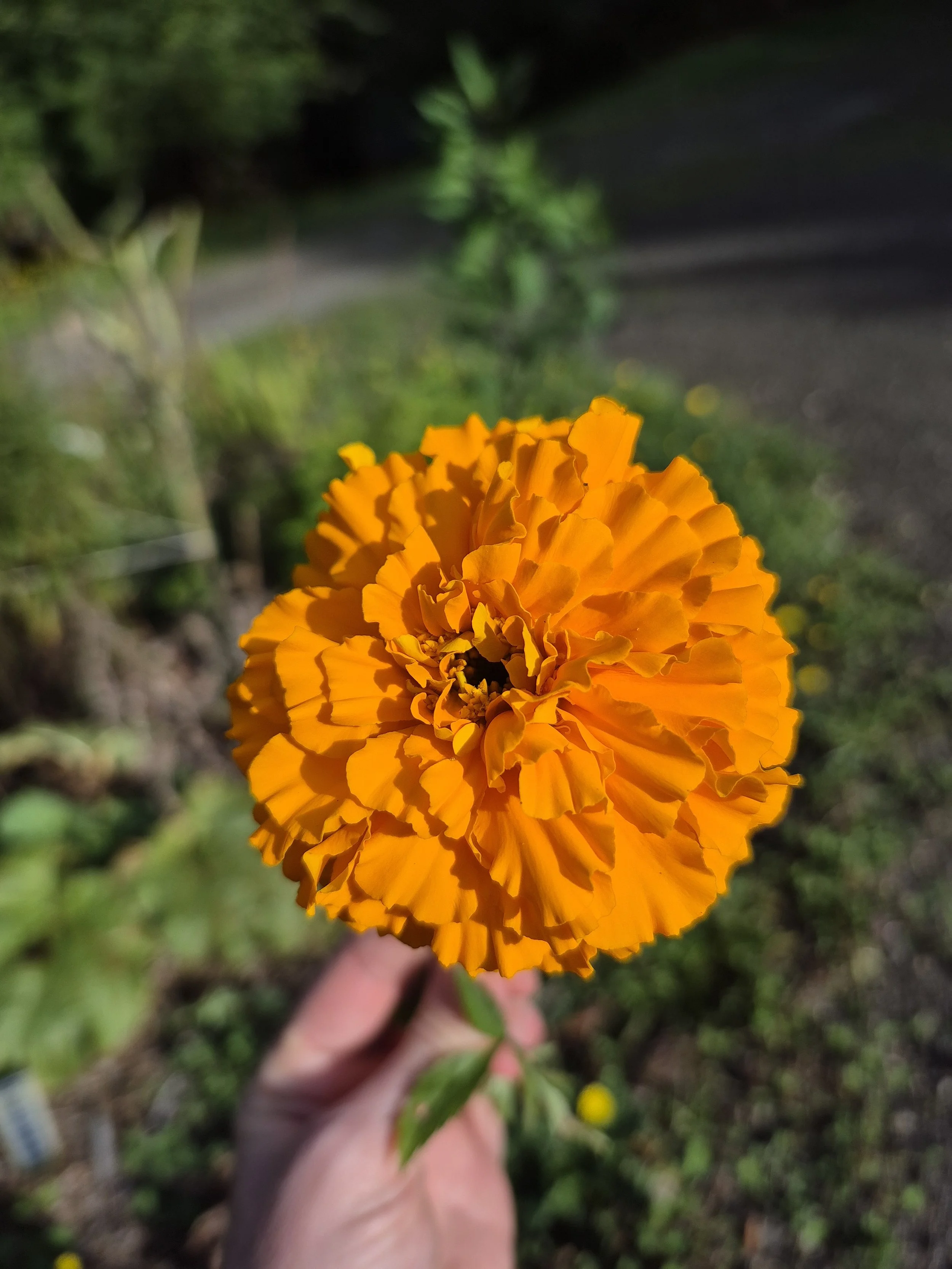 Hand holding a freshly picked marigold flower with the garden in the background.