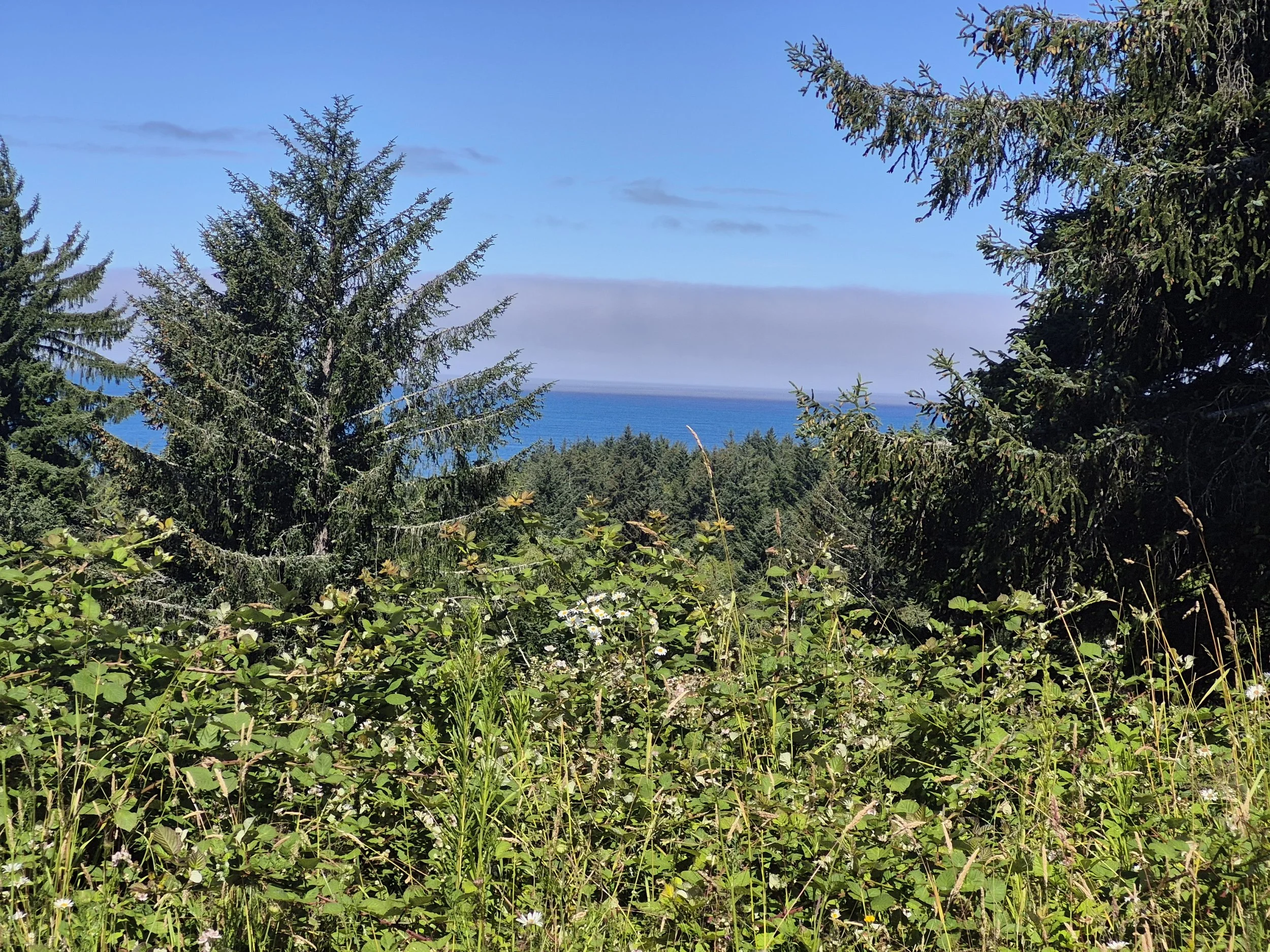 Image of Yachats north view of the ocean with hemlock and spruce trees framing the water. Wild plants fill the foreground.