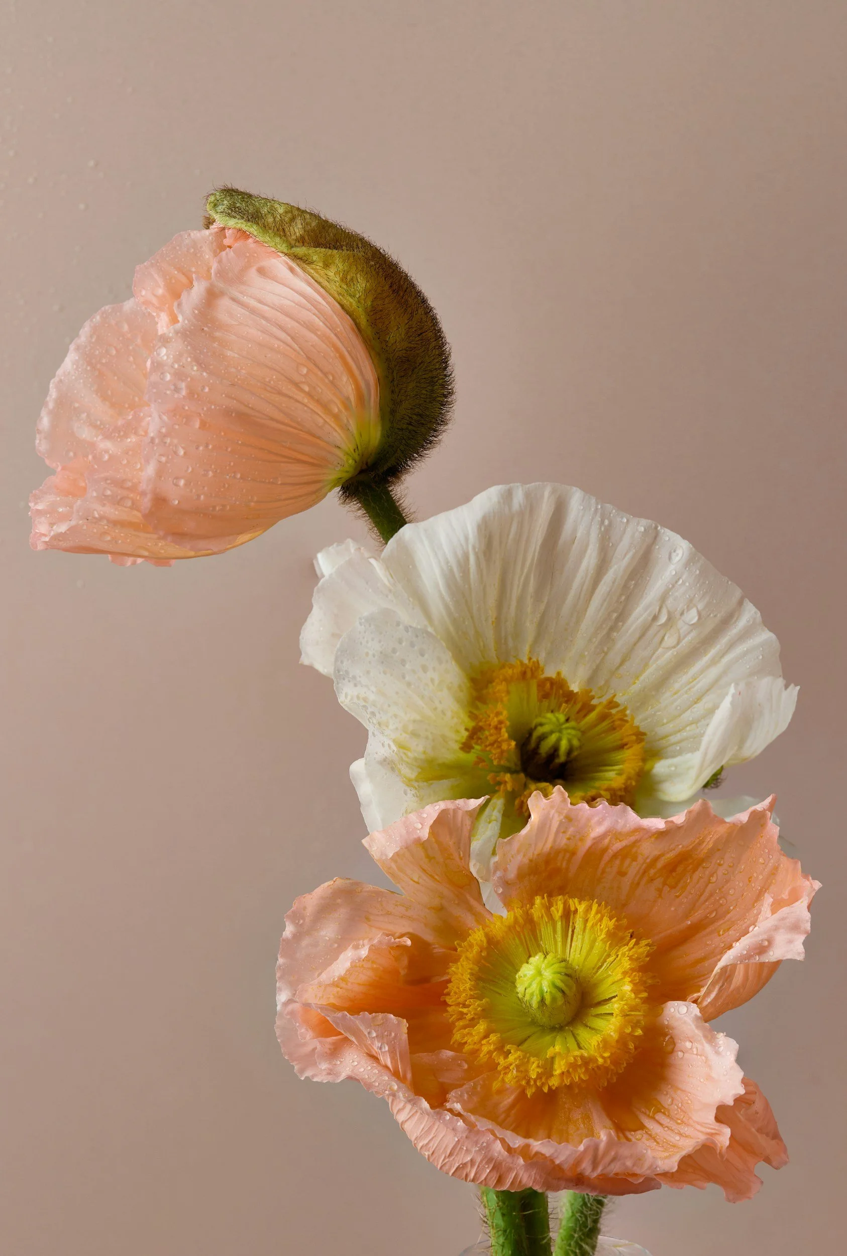 Close-up of three poppy flowers with droplets of water on their petals, in shades of pink, white, and peach, against a neutral background.