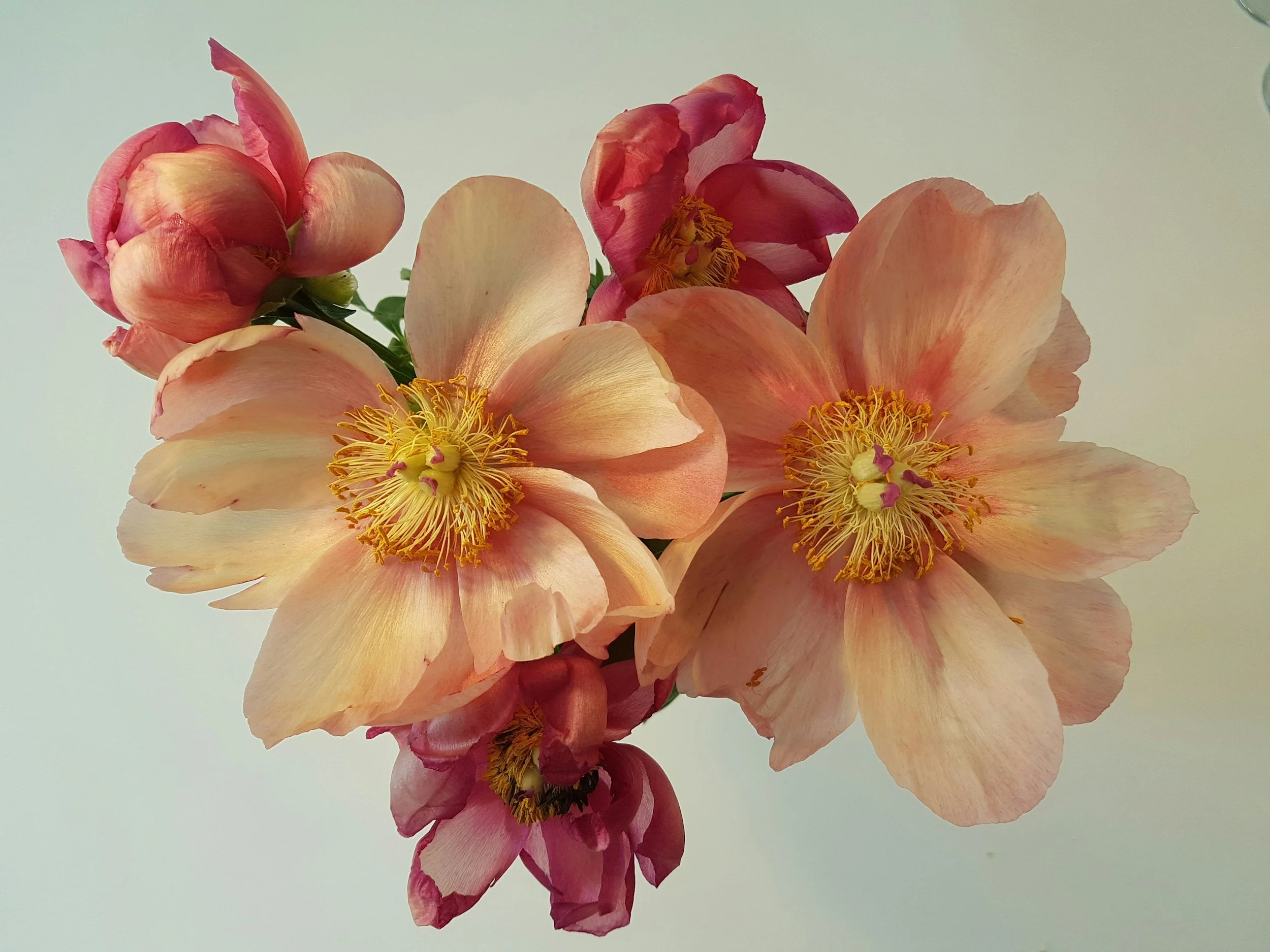 Close-up of peach-colored and pink flowers with yellow stamens against a light background.