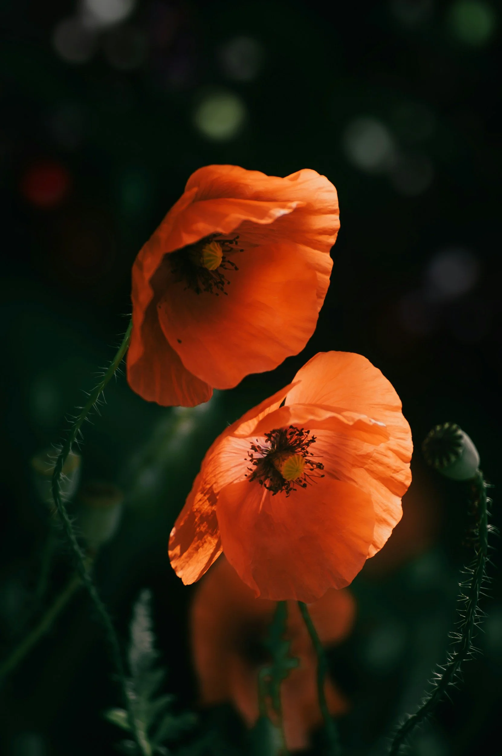 Close-up of orange poppy flowers blooming against a dark green background.