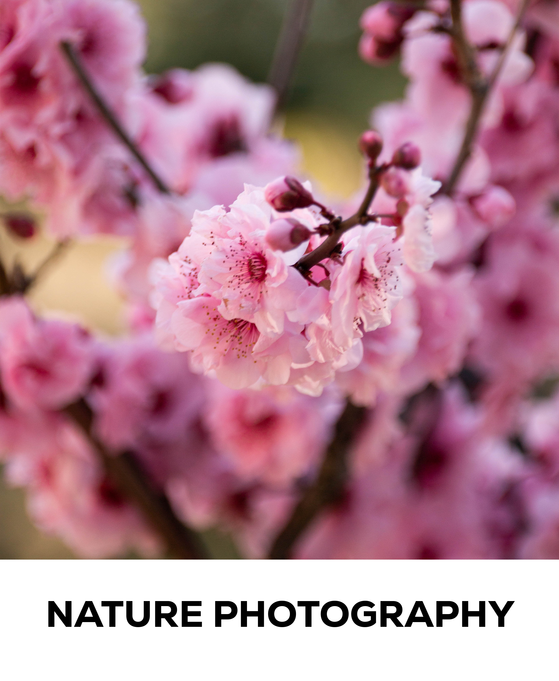 Nature Photography WITH TEXT.png