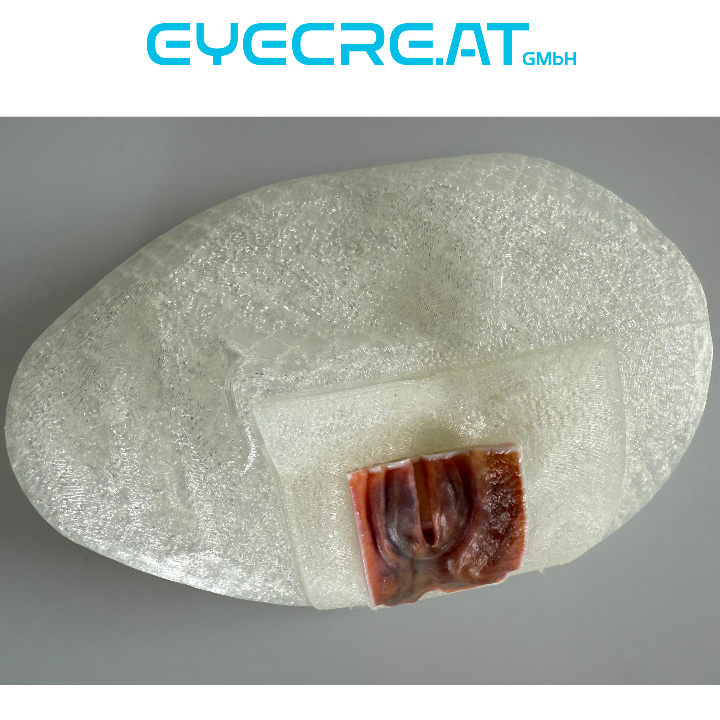 Head 4 Eyelid