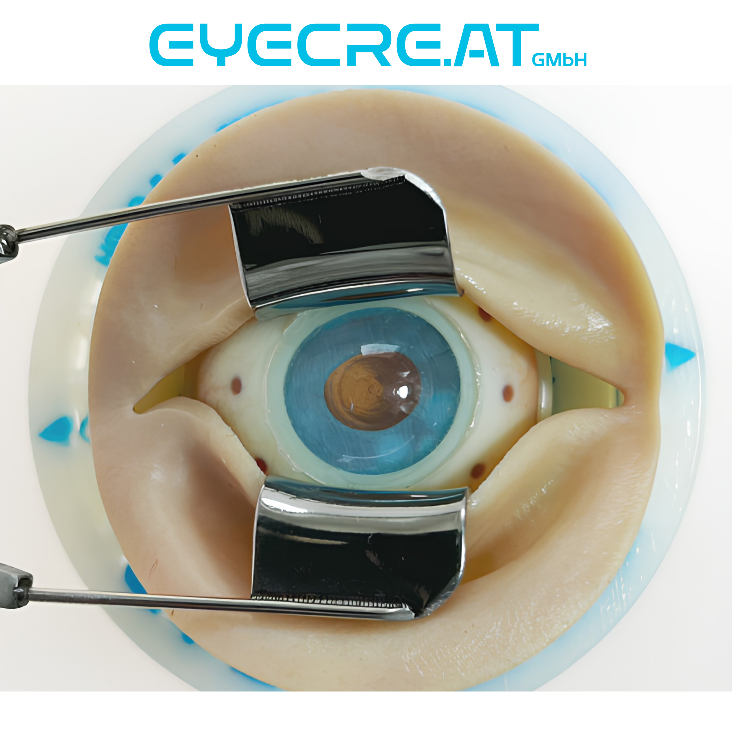 eyelid (1).png