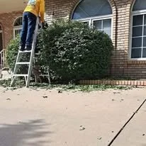 Person standing on a ladder trimming a large bush in front of a brick house.