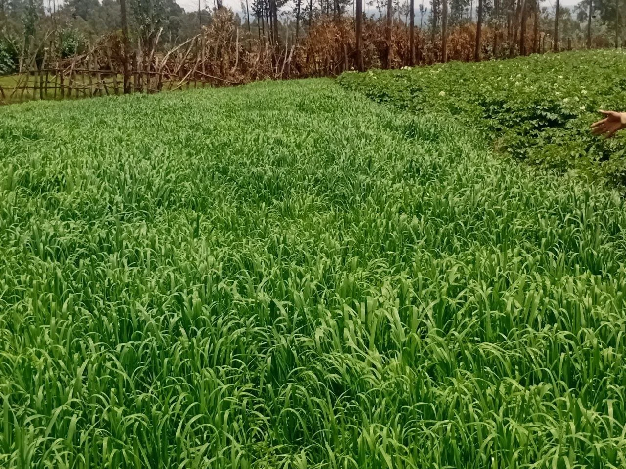 03_Green_Fields.jpg