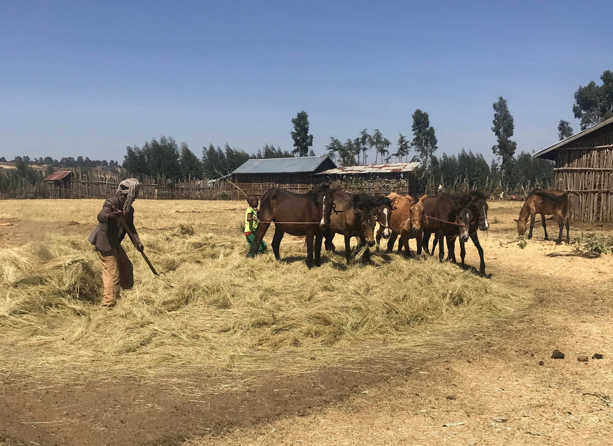 07_Rural_Livelihoods.jpg