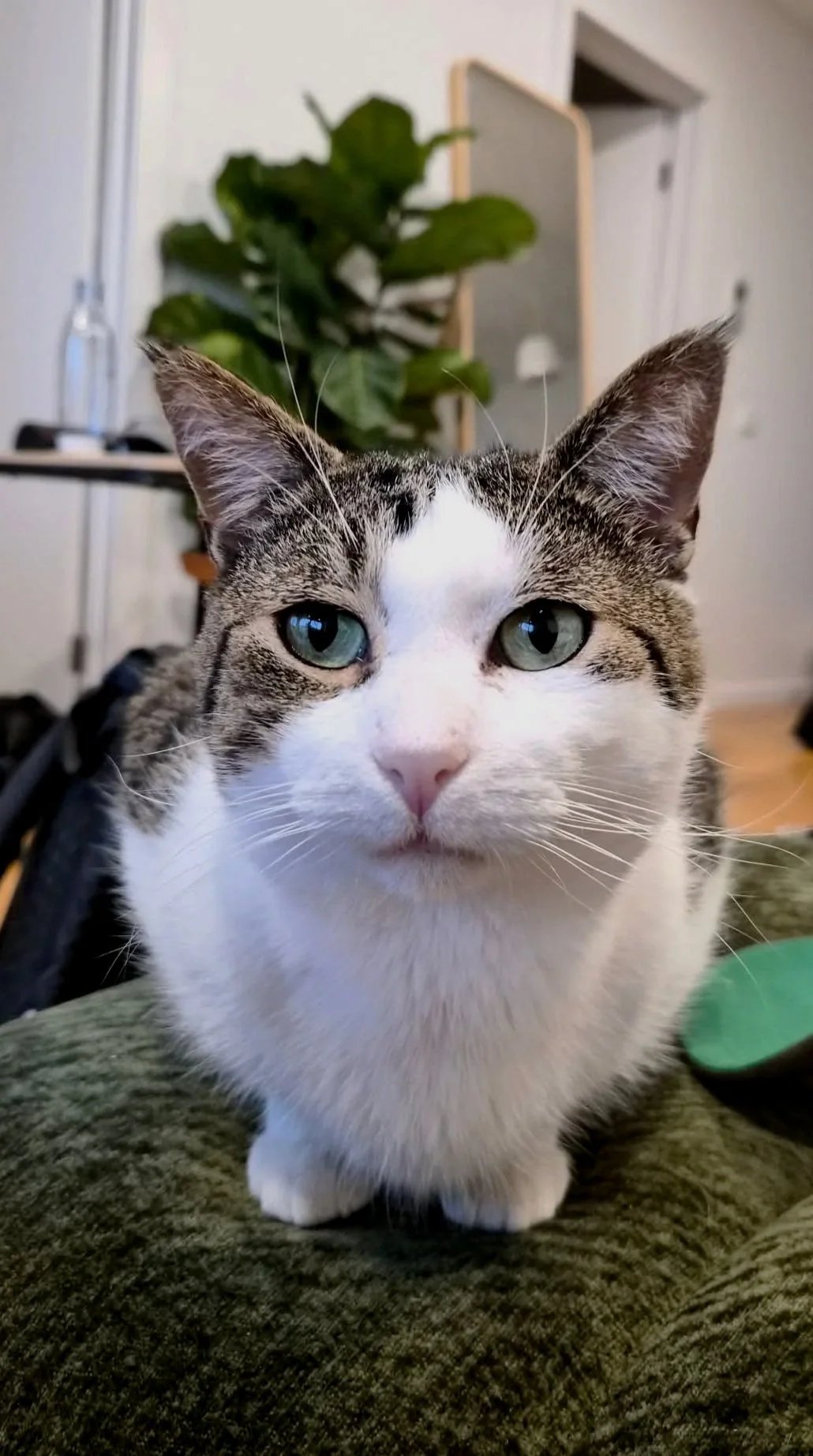 Close-up of a tabby and white cat with blue-green eyes, sitting on a green textured surface indoors with a blurred background of a plant and furniture.