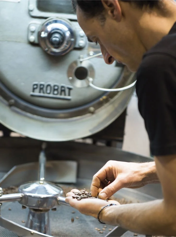 A person inspecting and handling roasted coffee beans in a coffee roasting machine labeled 'PROBAT'.
