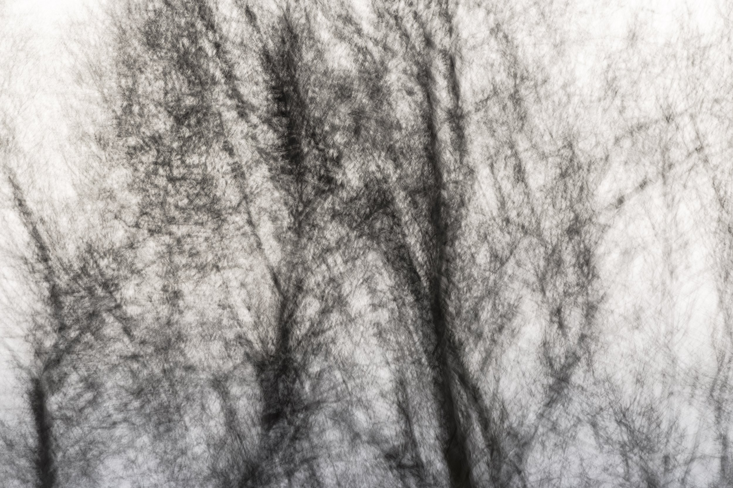 Winter Silver Birch 2