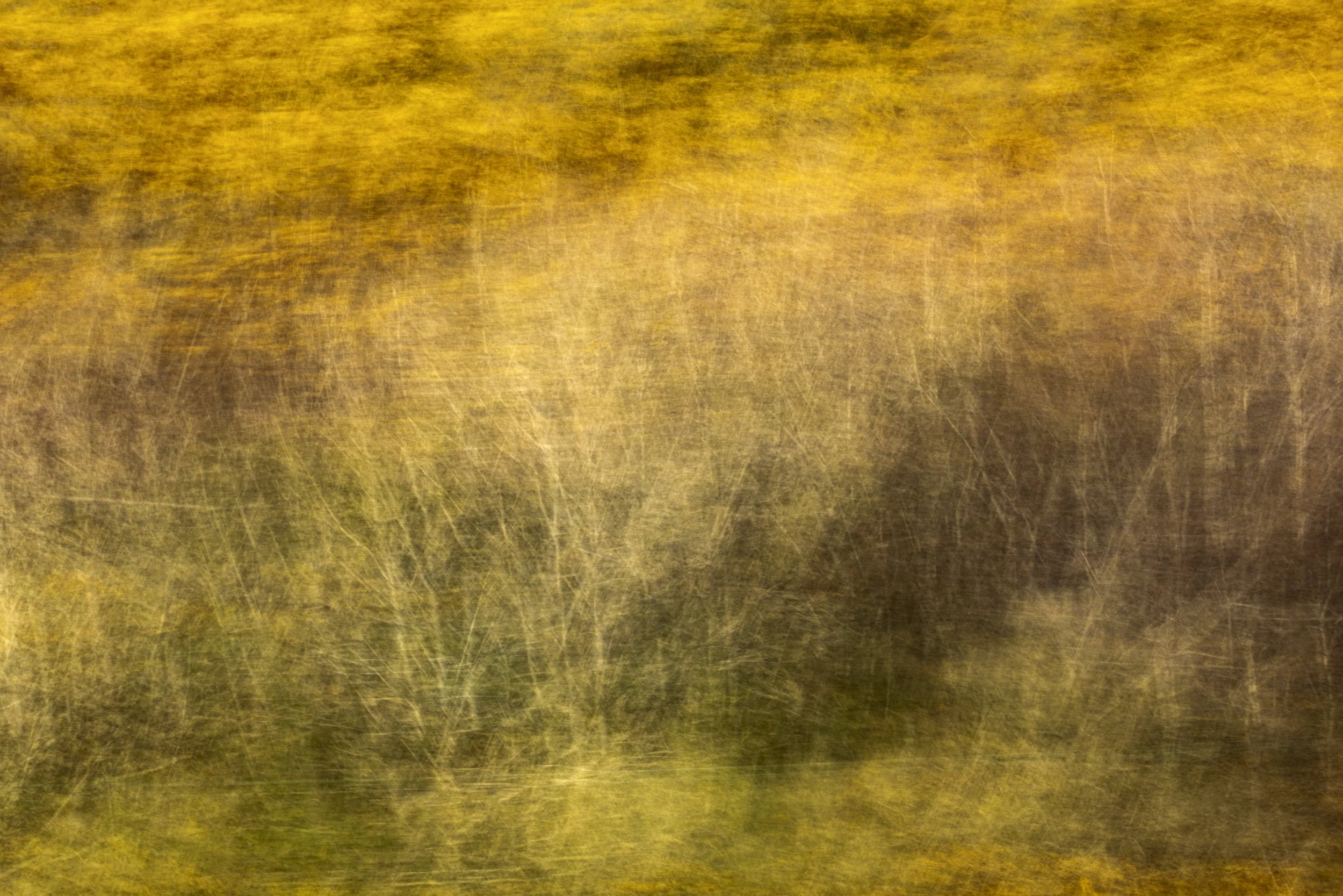 Spring time Gorse 2