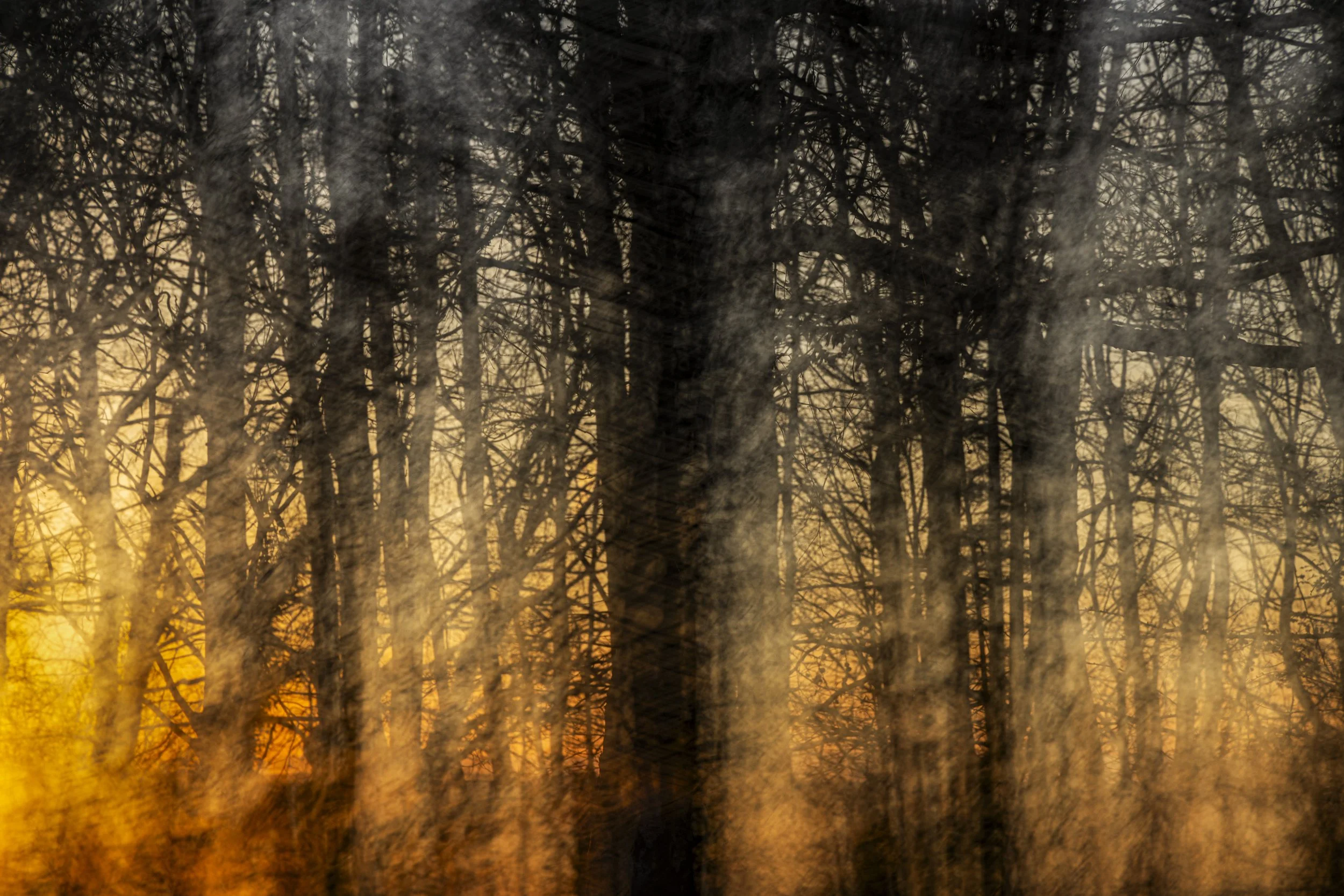 Woody Sunrise