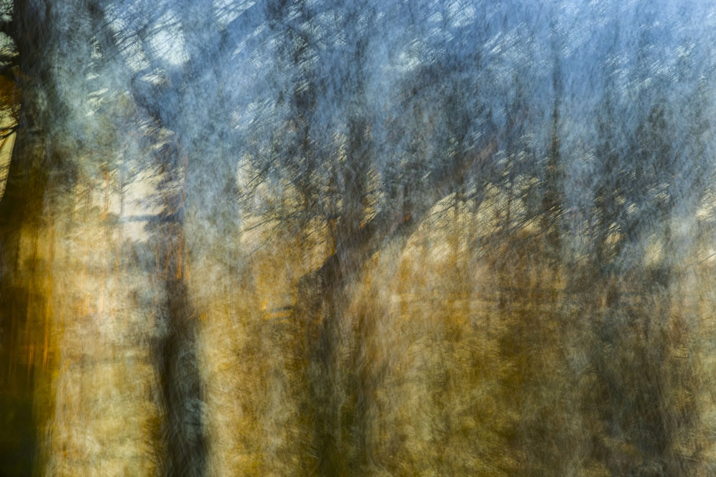 Springtime Trees