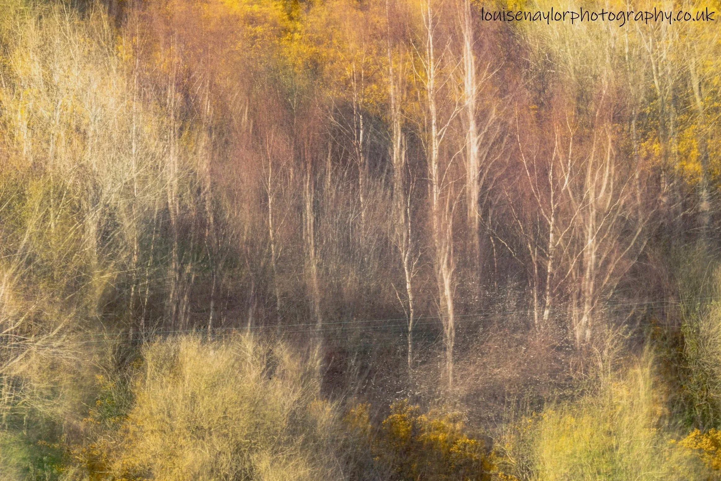 A landscape photo of a wooded area with trees and gorse with power lines running through the bottom of the image subtly, some with yellowing leaves, created using a random camera movement during exposure, creating yellows and greens with texture