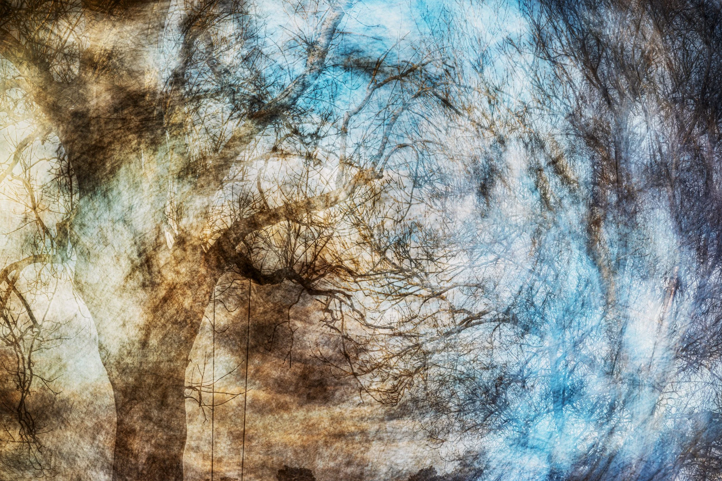 Magical Trees