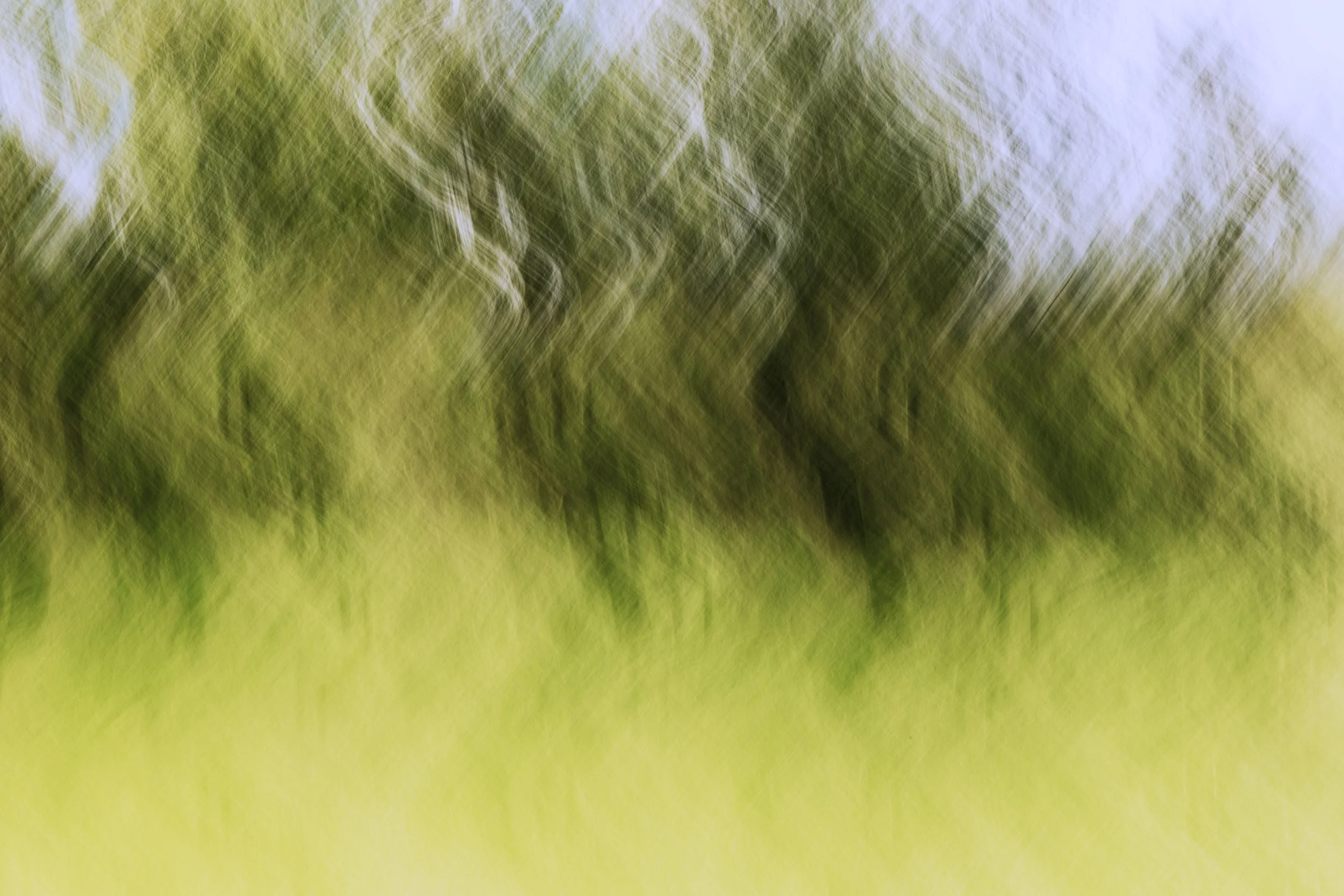 Summertime Silver Birch