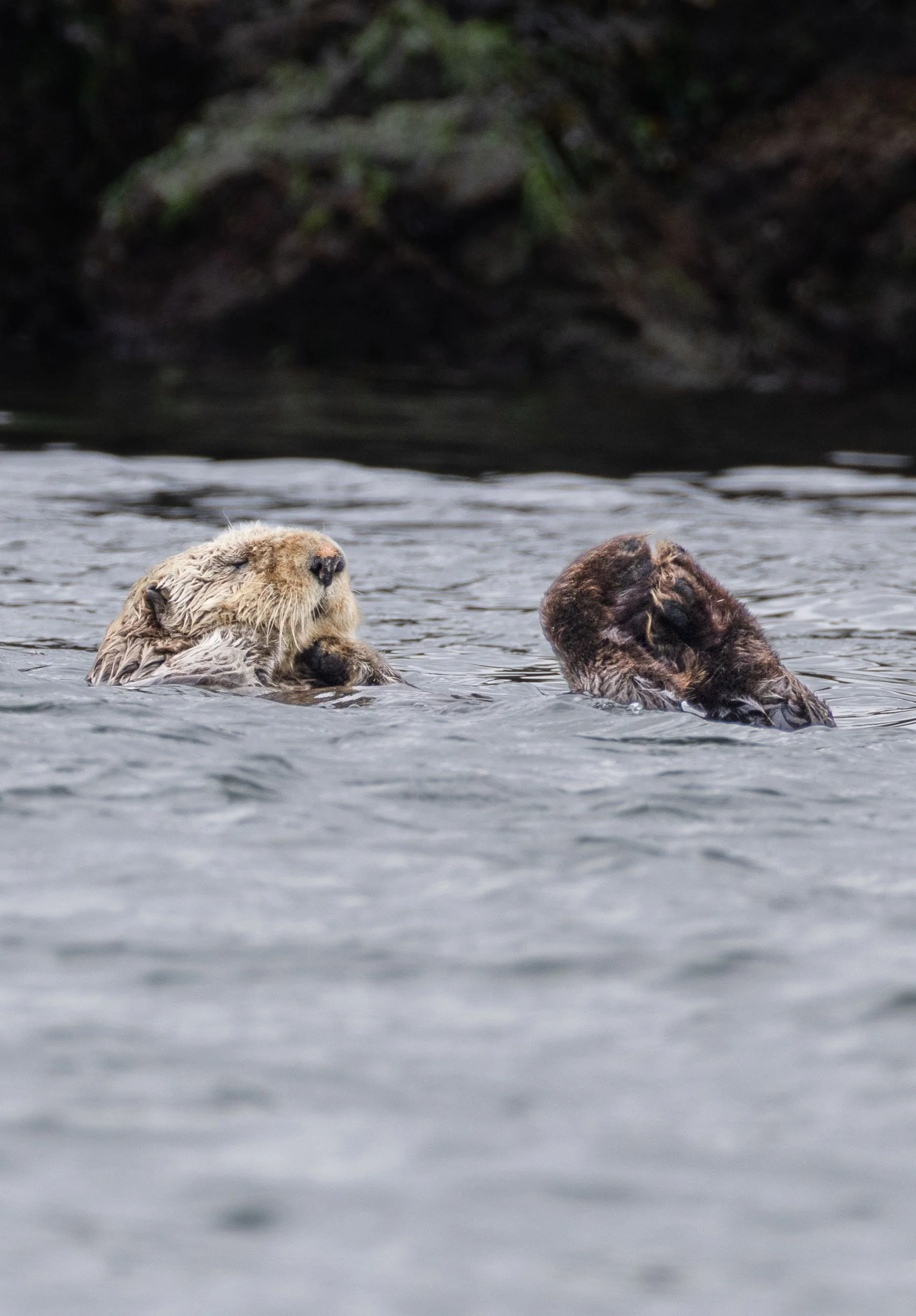 Sea Otter Chilling, Vancouver Island