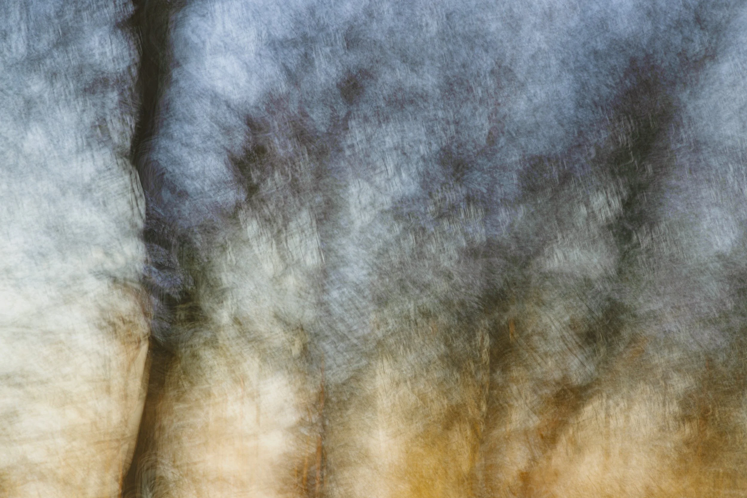 Winter Silver Birch 1