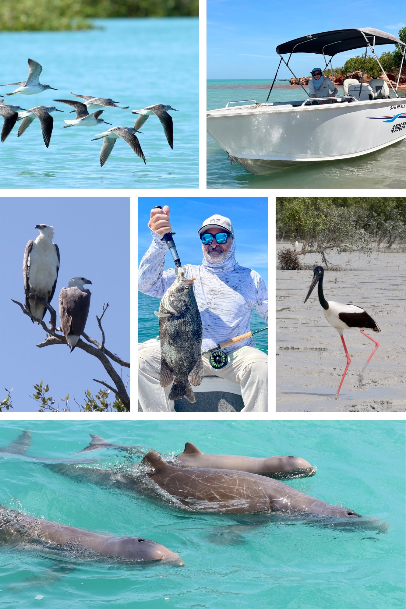 Collage of the Broome Fishing experience - surrounding images feature the local shorebirds, sea eagles and snubfin dolphins in their natural environment. Also an image of white fishing boat and fisherman holding up fish.
