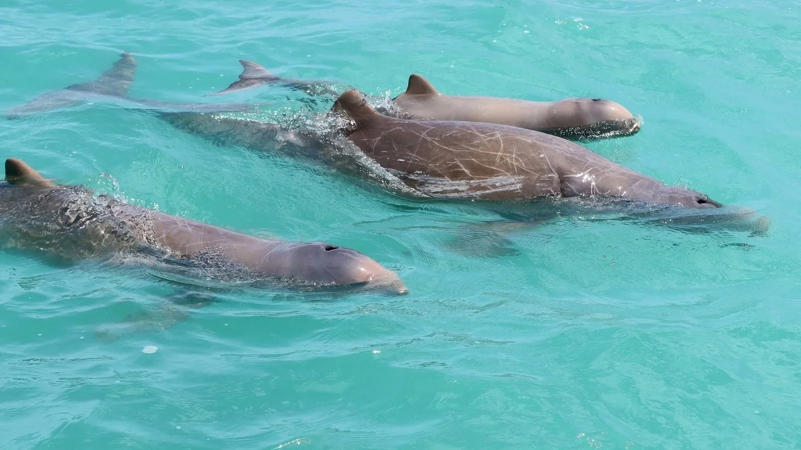 Close up image of three snubfin dolphins swimming through clear turquoise waters. Photo taken from above the water.