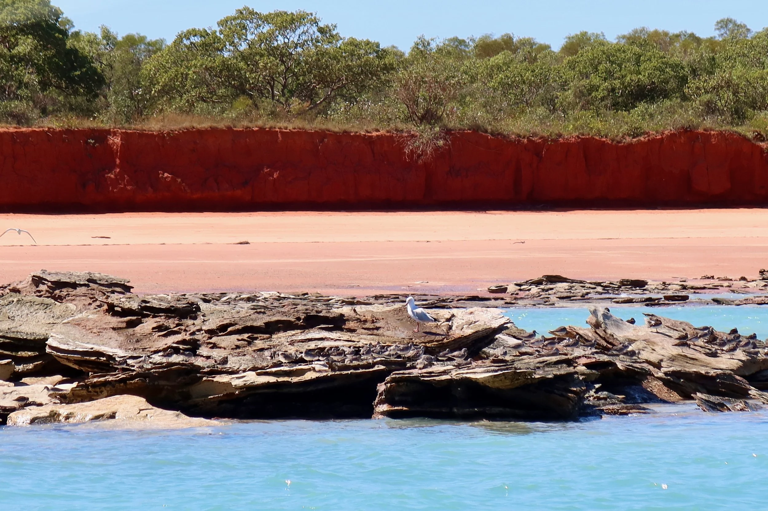 Landscape image of Broome with greenery, red pindan cliffs, sandy beach and rocks with ocean in the foreground. Shorebirds and seagulls on the beach.