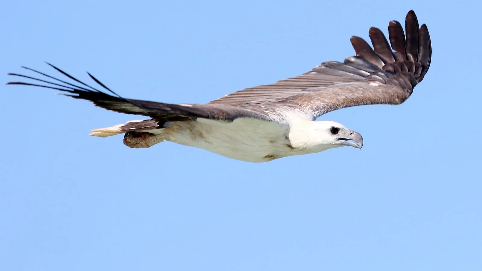 Grey and white Sea Eagle flying through clear blue sky.