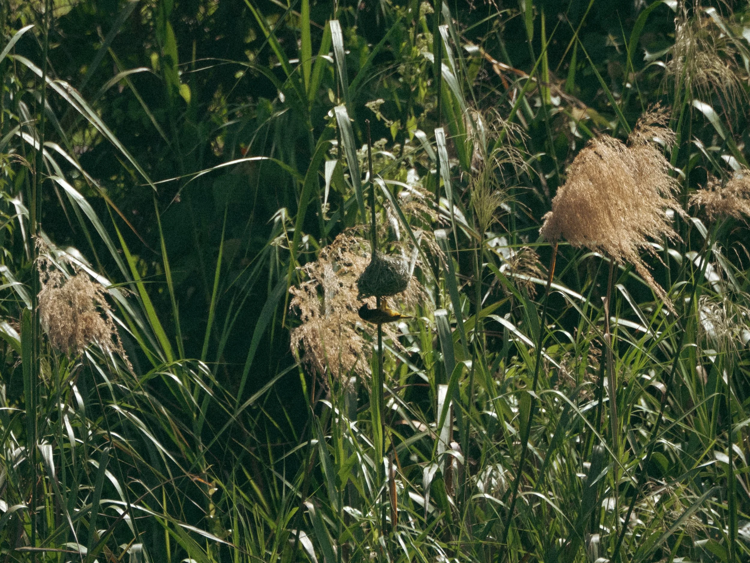 P4010231.jpg