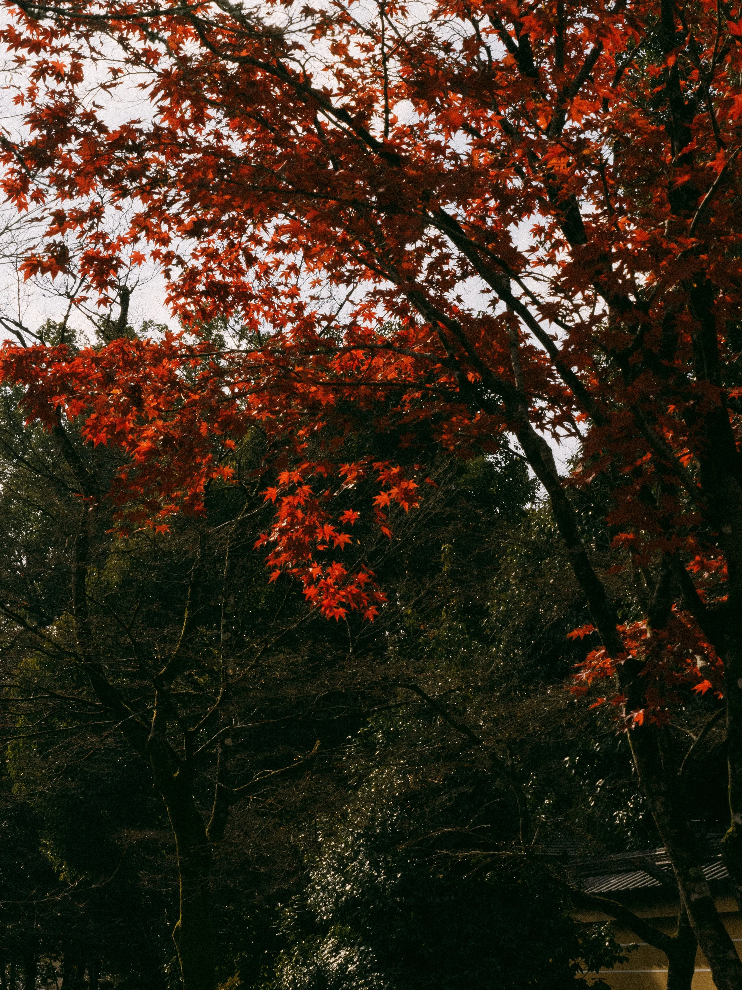 2022_Kyoto-14.jpg