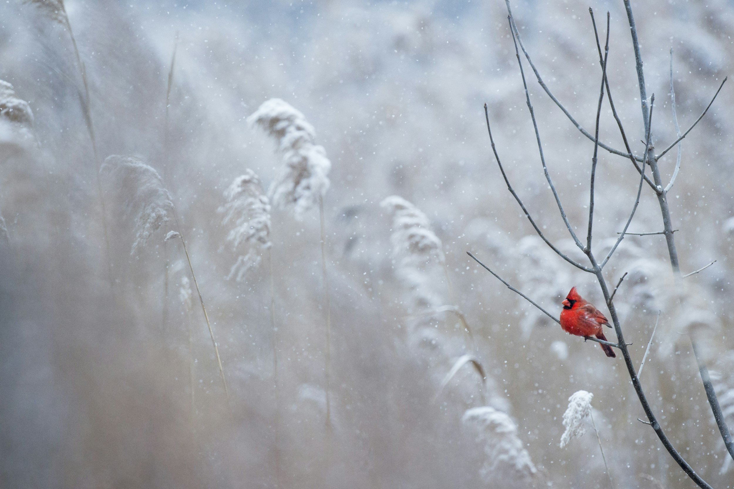 After Letting Go, Winter Season is the Perfect Time to Slow Down and Go Within!