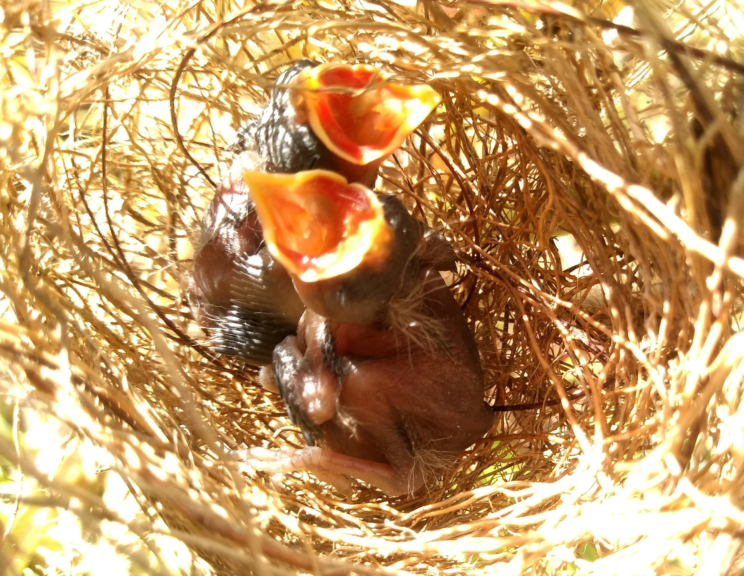 Spring Time is the Perfect Time to Birth New Ideas and Habits!
