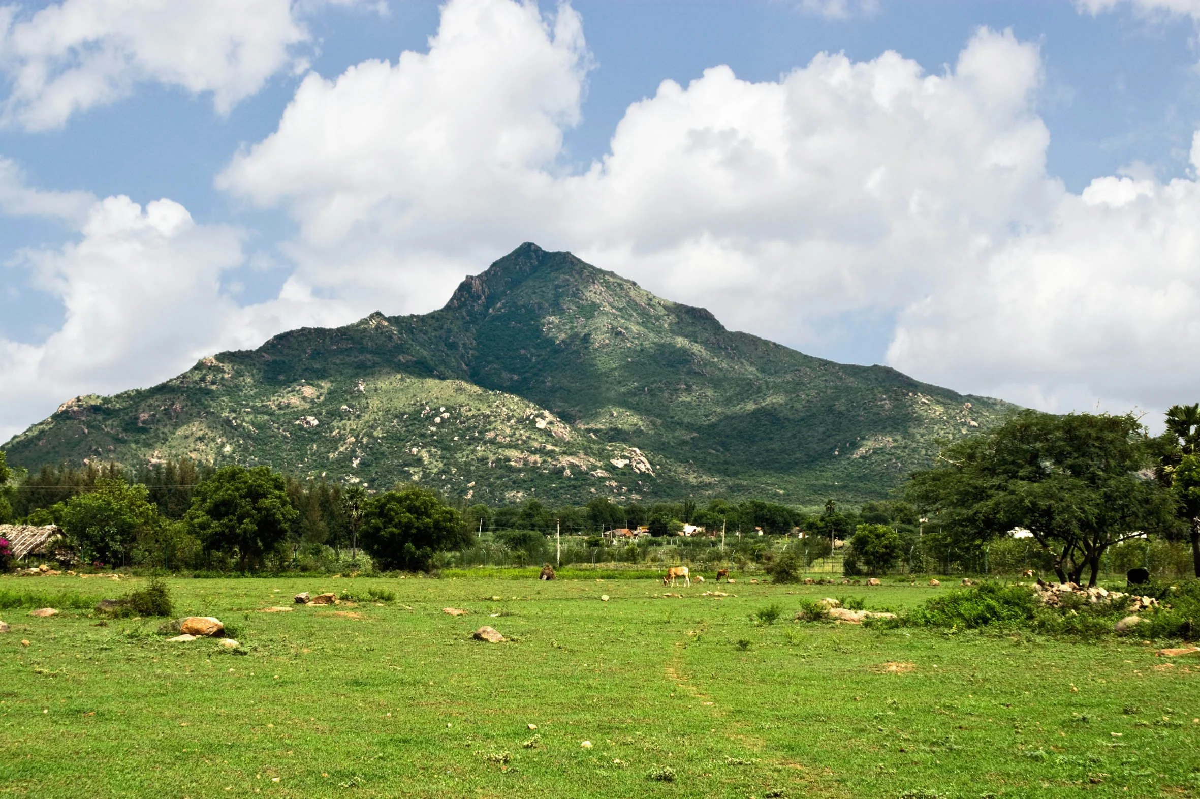 A green grassy field with cows grazing in the foreground, a few trees, and a mountain with a cloudy sky in the background.