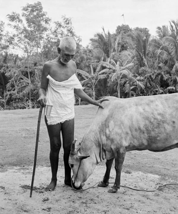 An elderly person with a cane gently touching a cow in a rural outdoor setting.