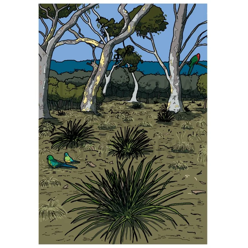 Bush Spinifex