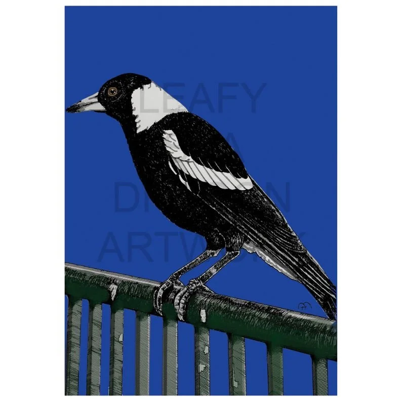 Magpie on Fence