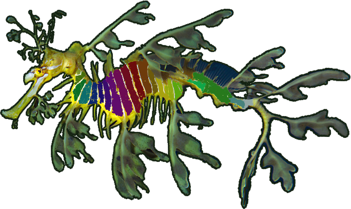 Leafy Sea Dragon Artwork